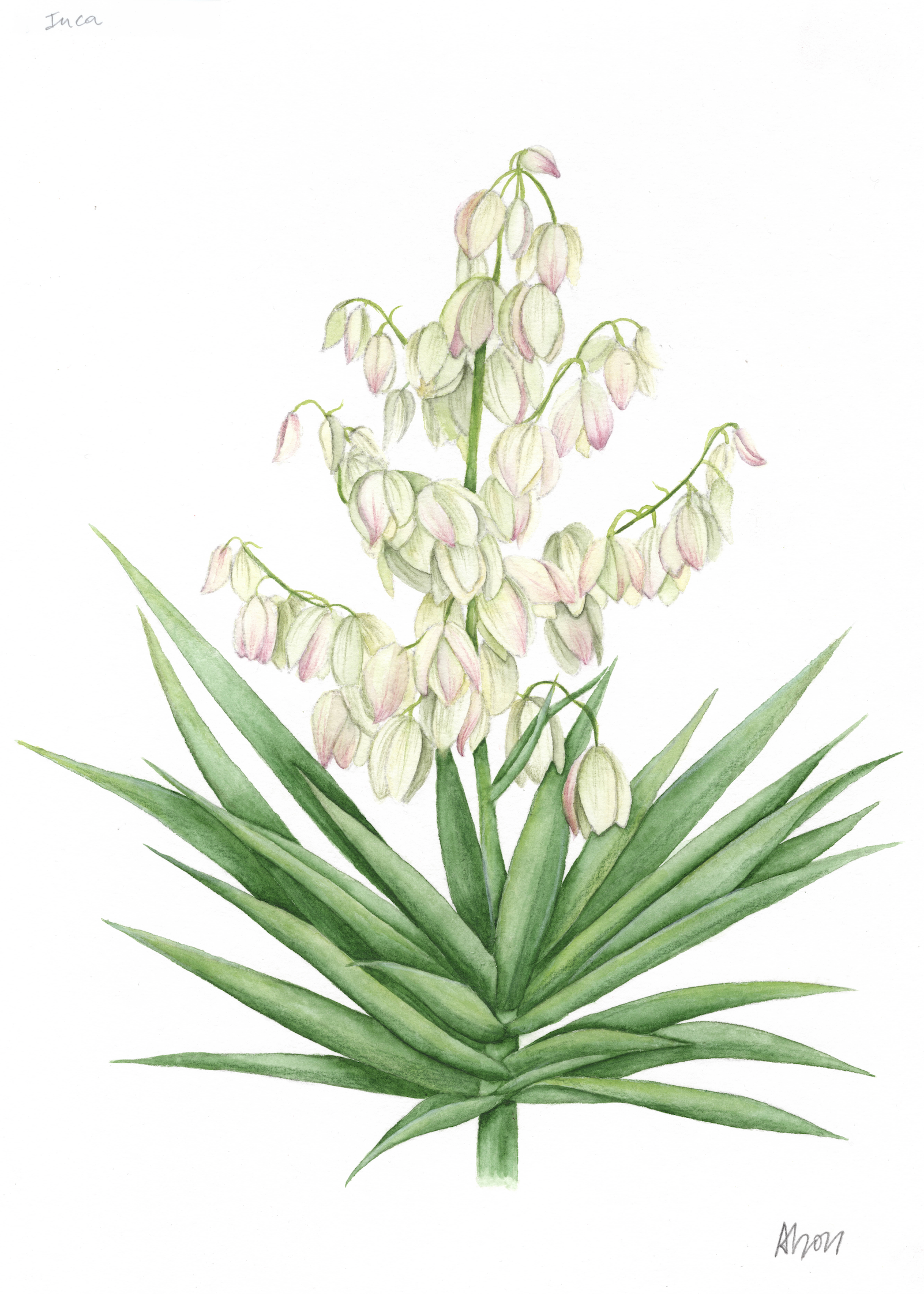 Yucca aloifolia 2021