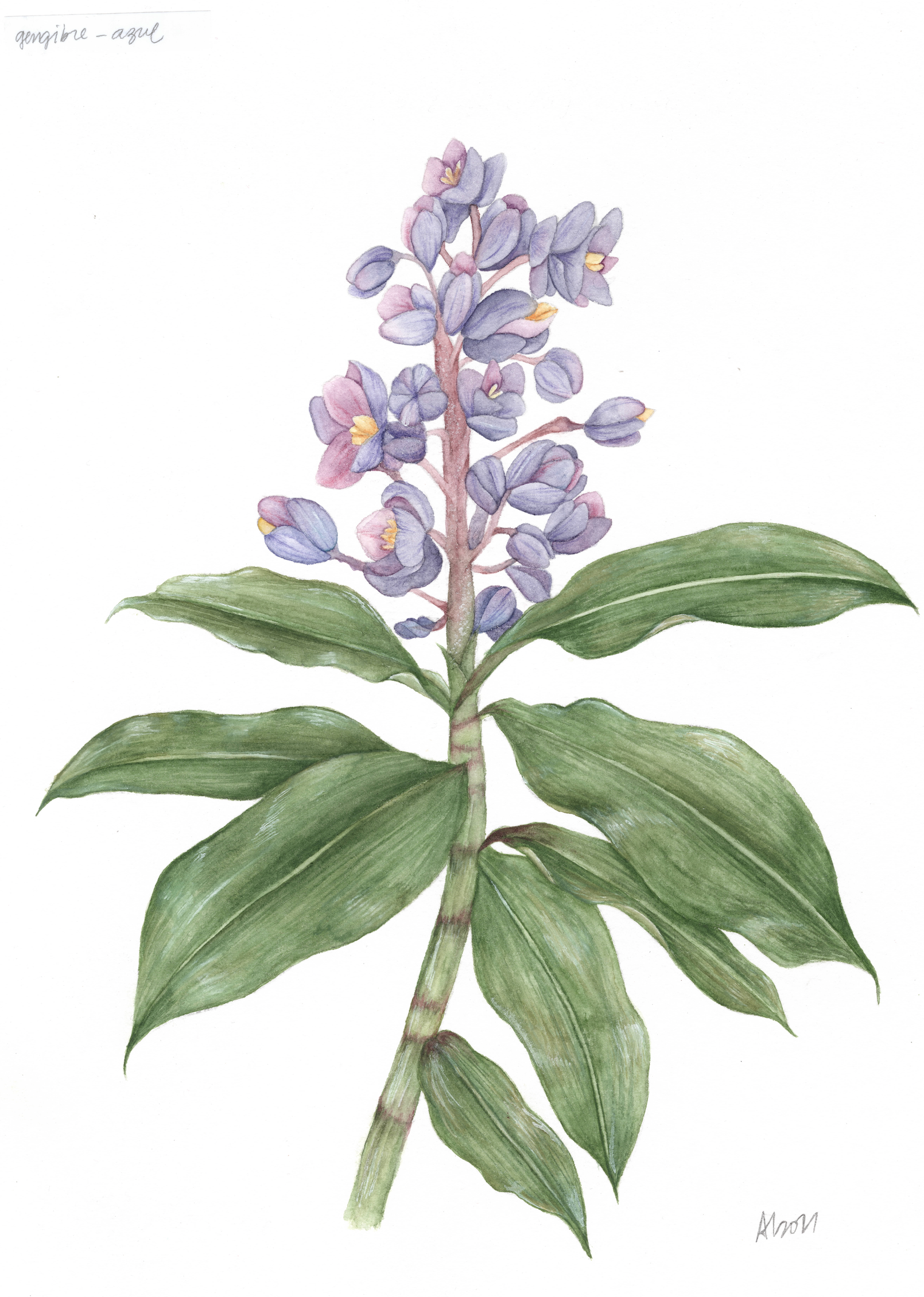 Bichorisandra thyrsiflora 2021