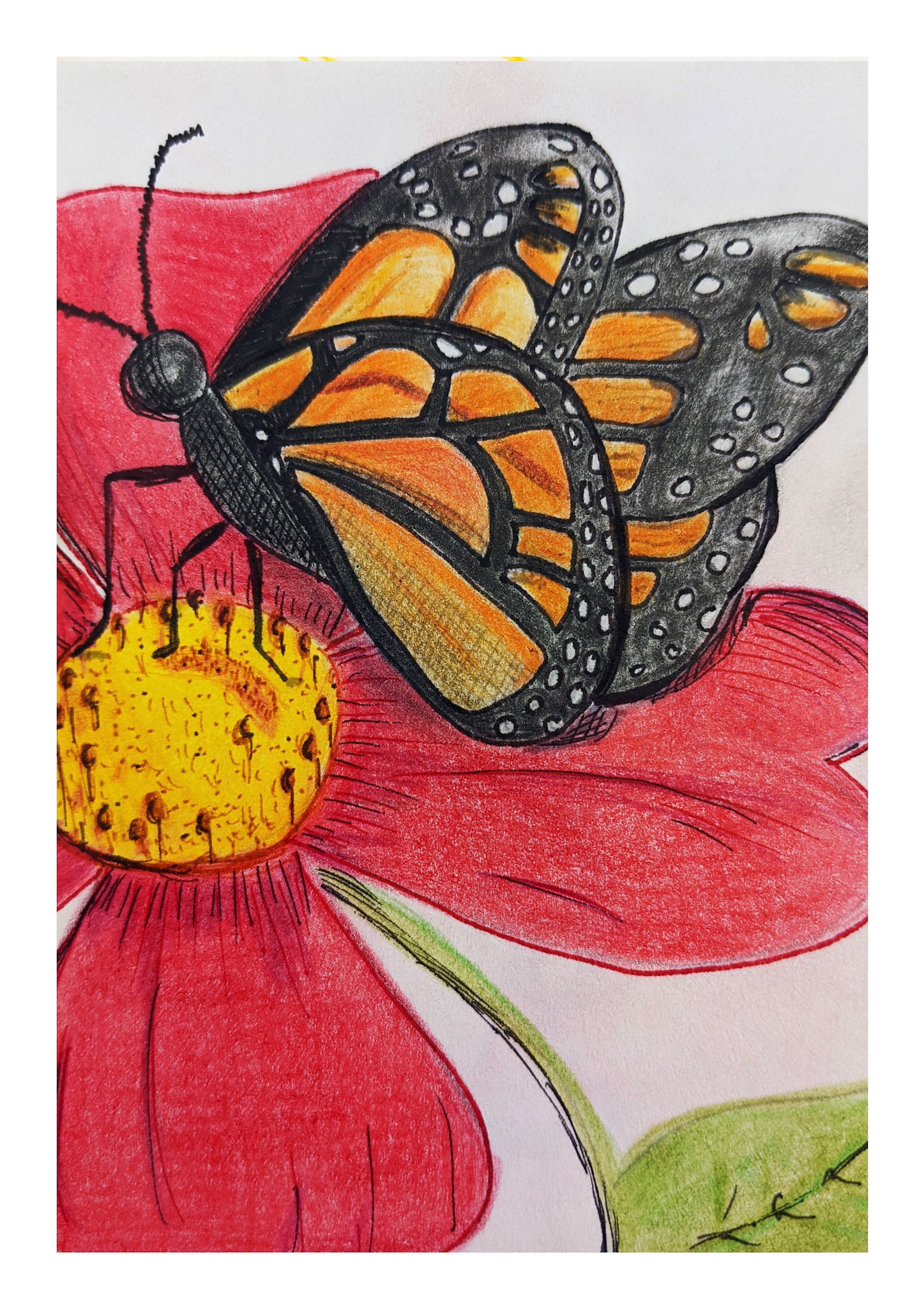 Mariposa - colored pencils