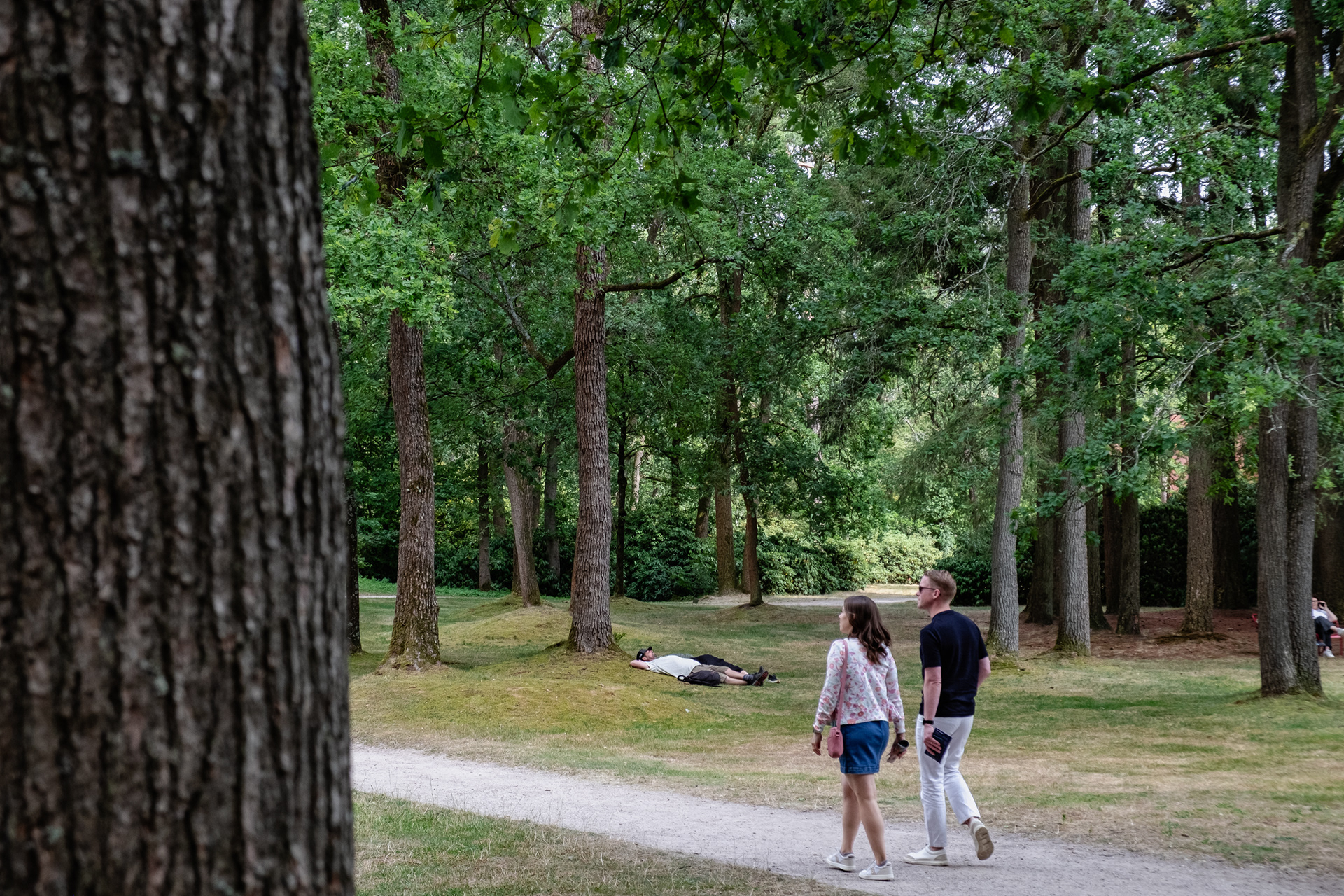 In the central area of National Park De Hoge Veluwe, July 2026.