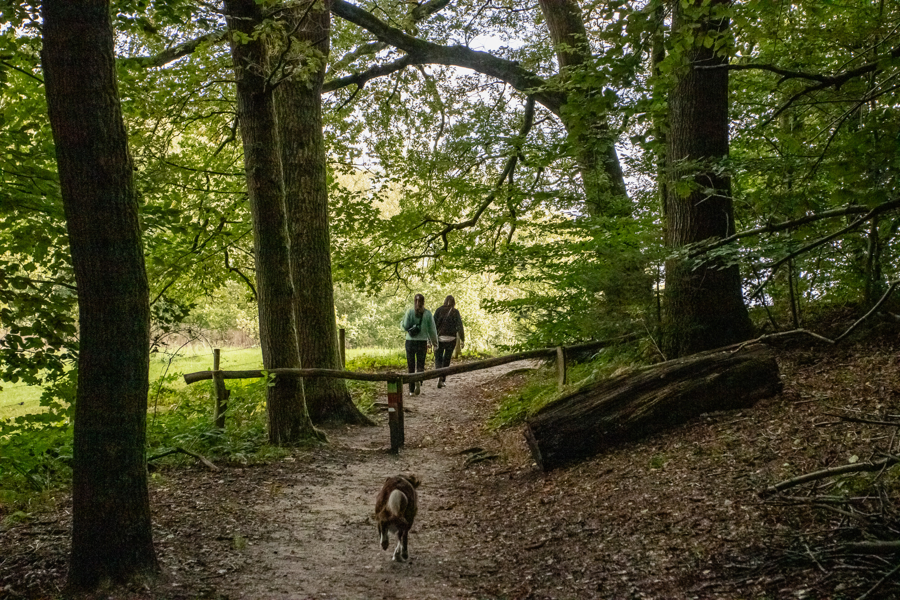 A dog and two people in the forest