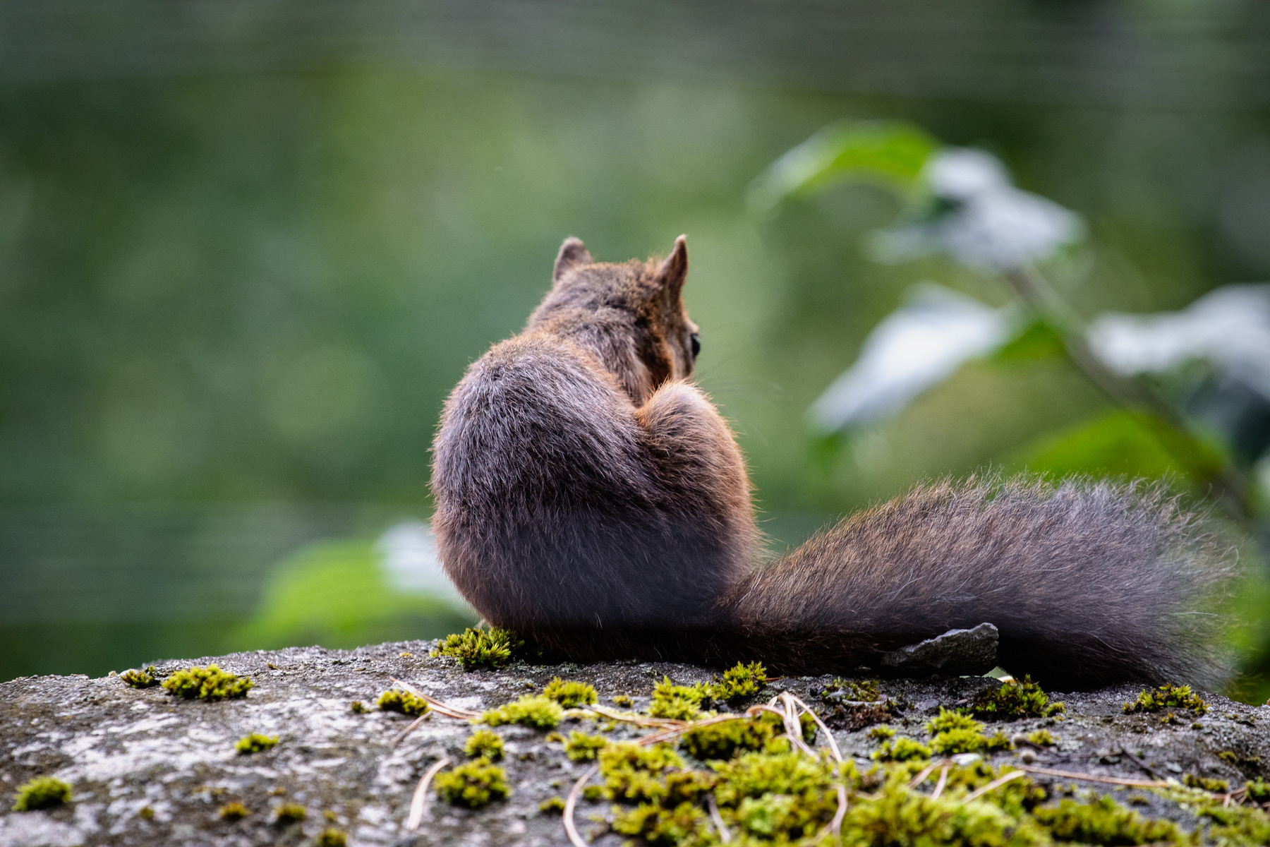 A squirrel.