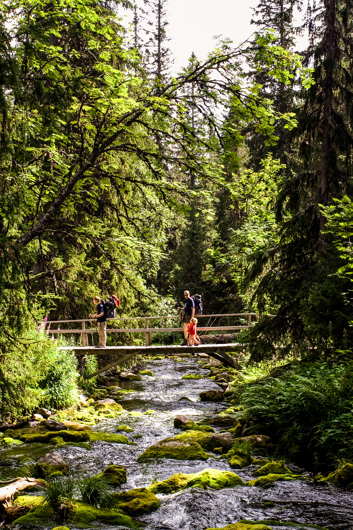 ... and is located in Fulufjället National Park, which feels very much like Narnia.