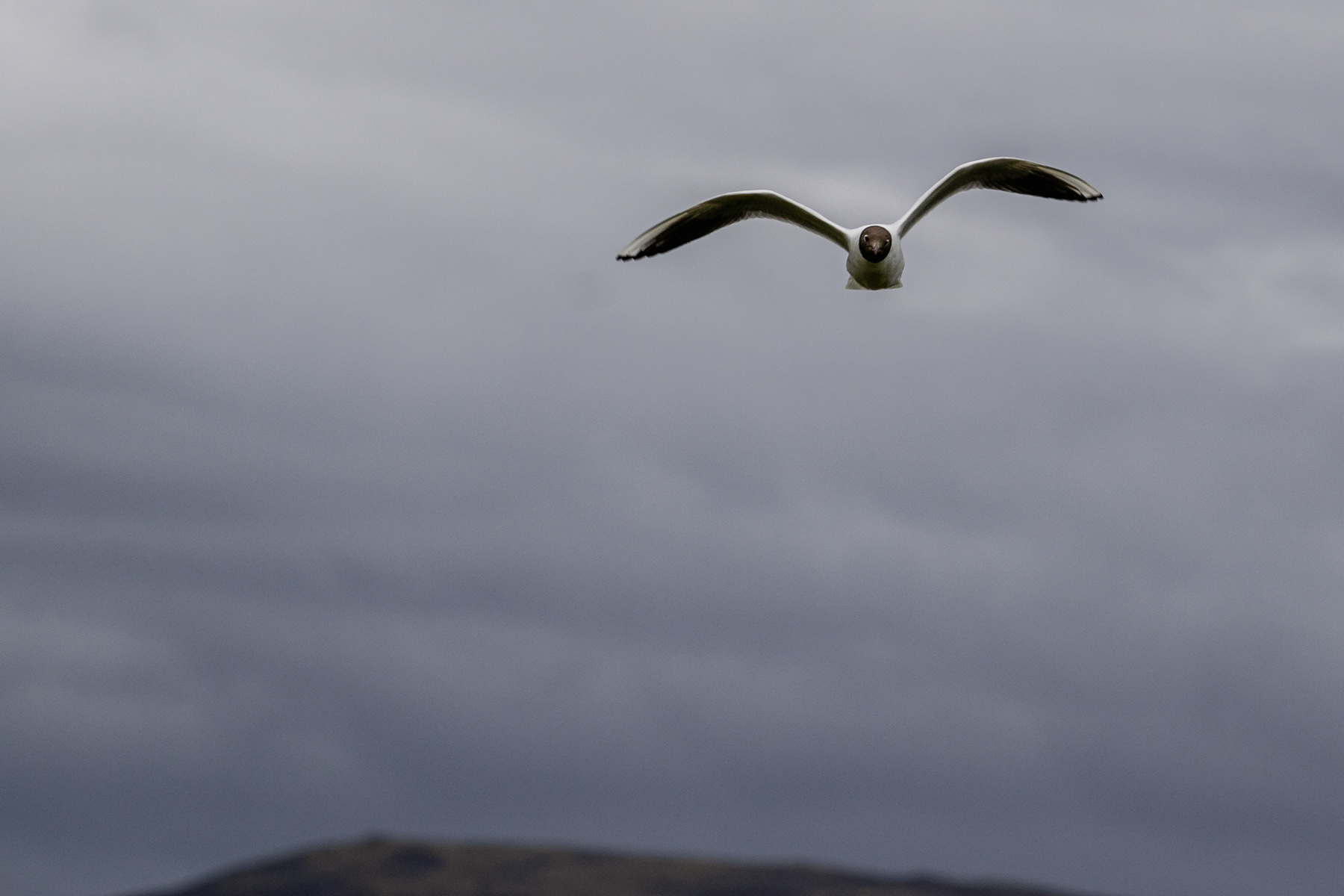 An arctic tern performs a fly-over.