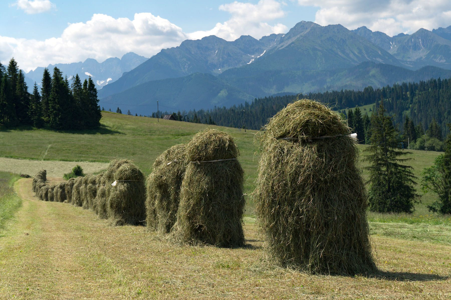 The typical way of drying hay in the rural areas of the Tatras. Here seen in Olszówka.