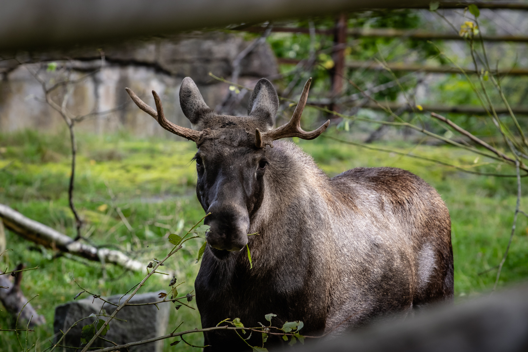 The moose.