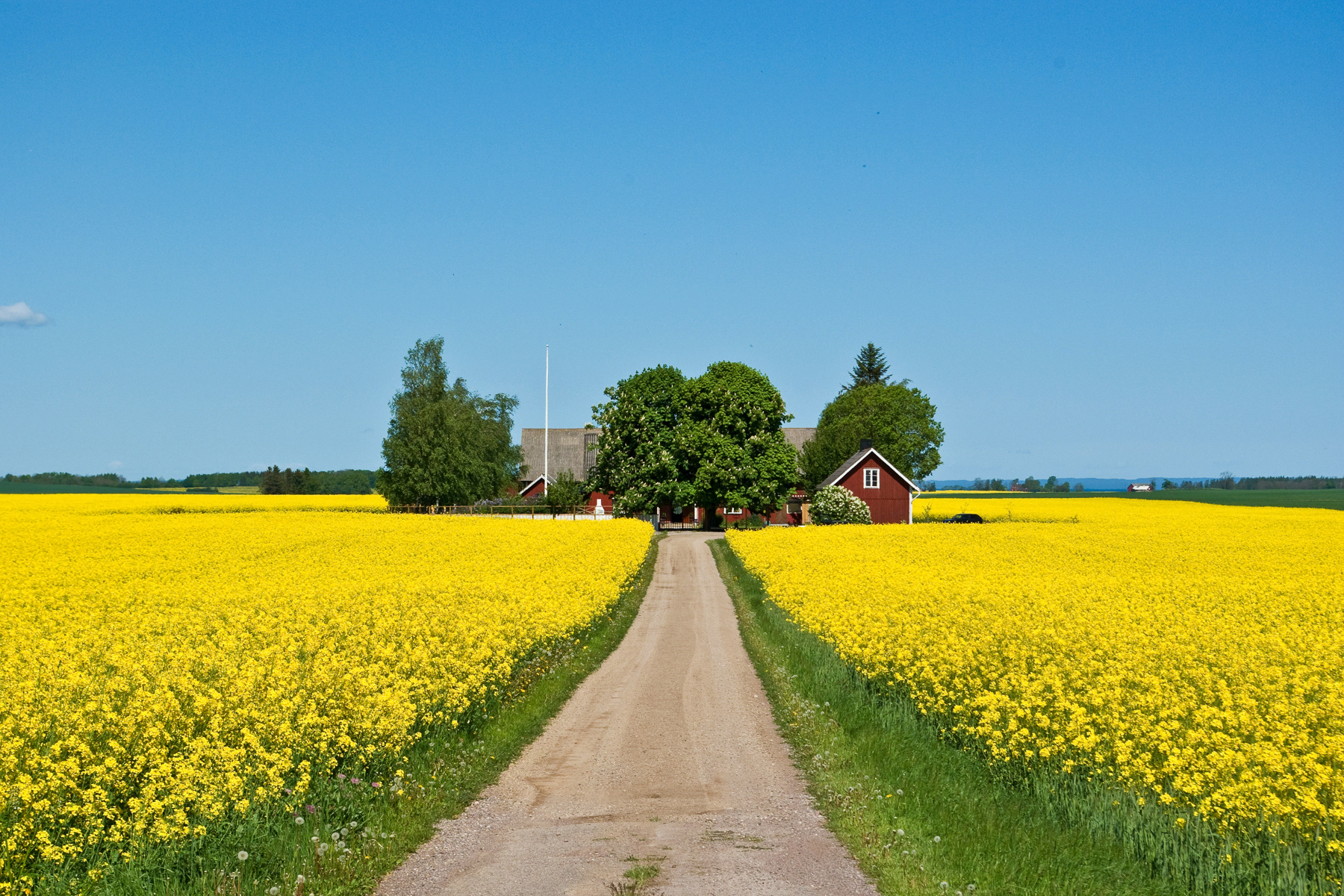 Rapeseed fields (brassica napus) near Skänninge, a bit east of Lake Vättern, Östergötland region, May 2007.