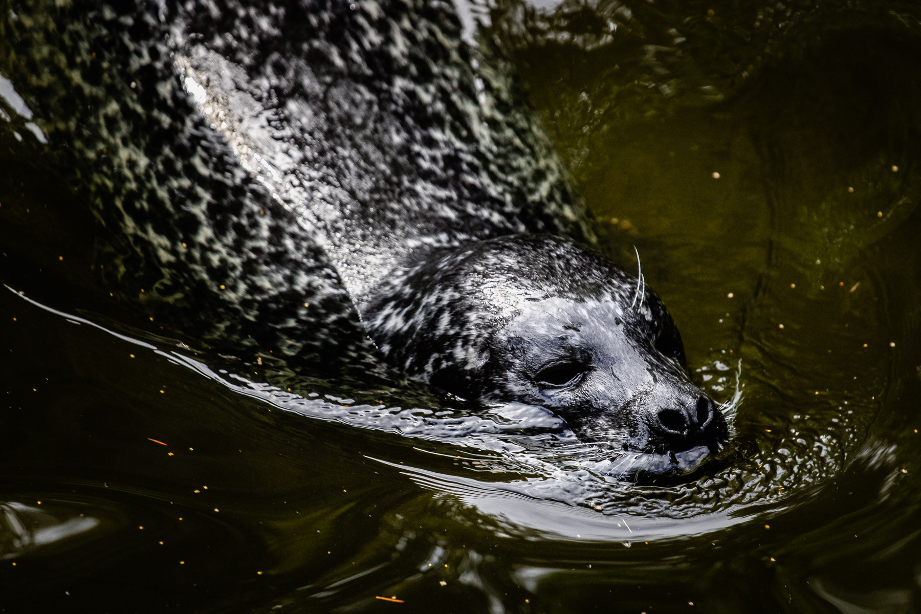 A harbour seal.