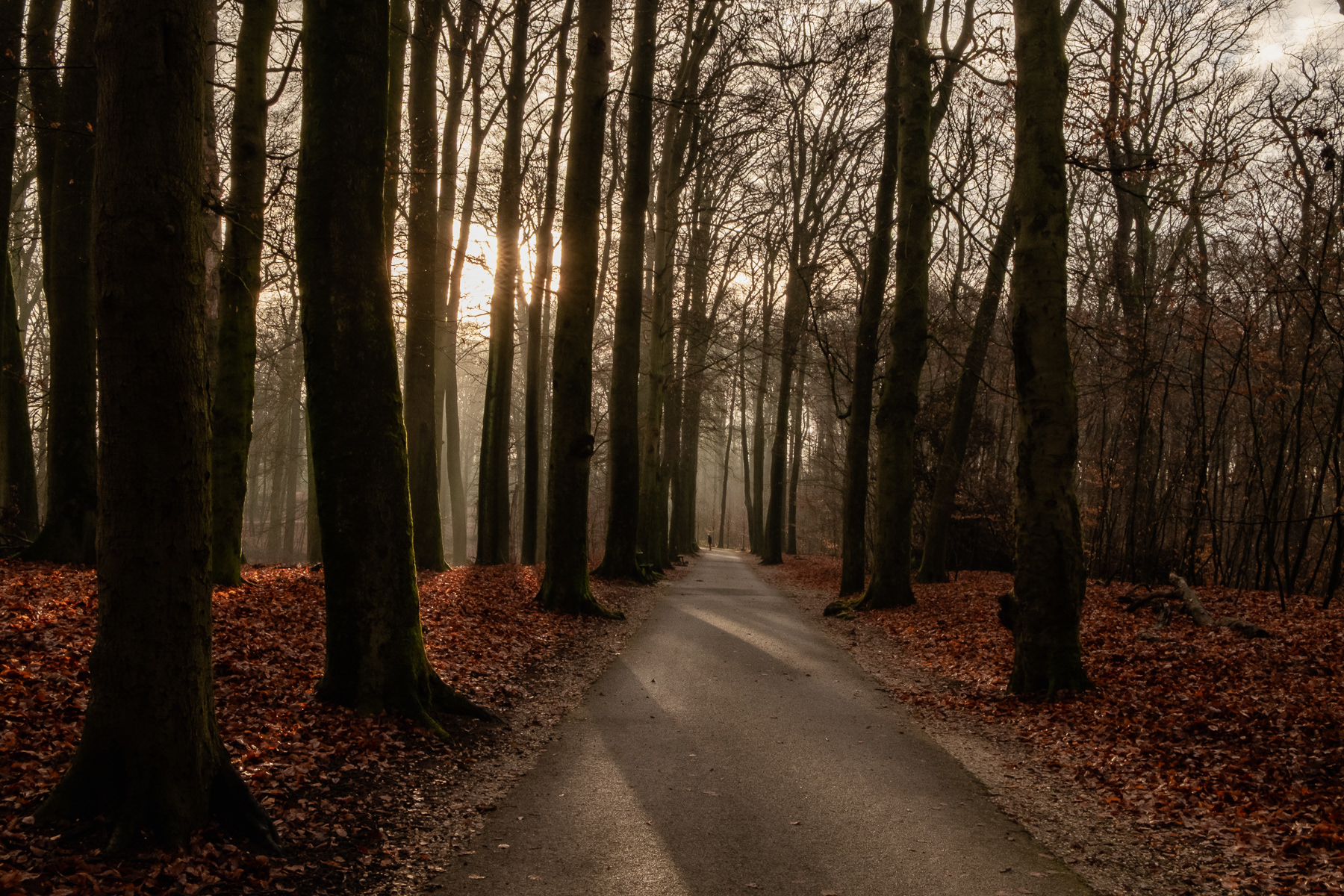 Park Sonsbeek, Arnhem, December 2025.