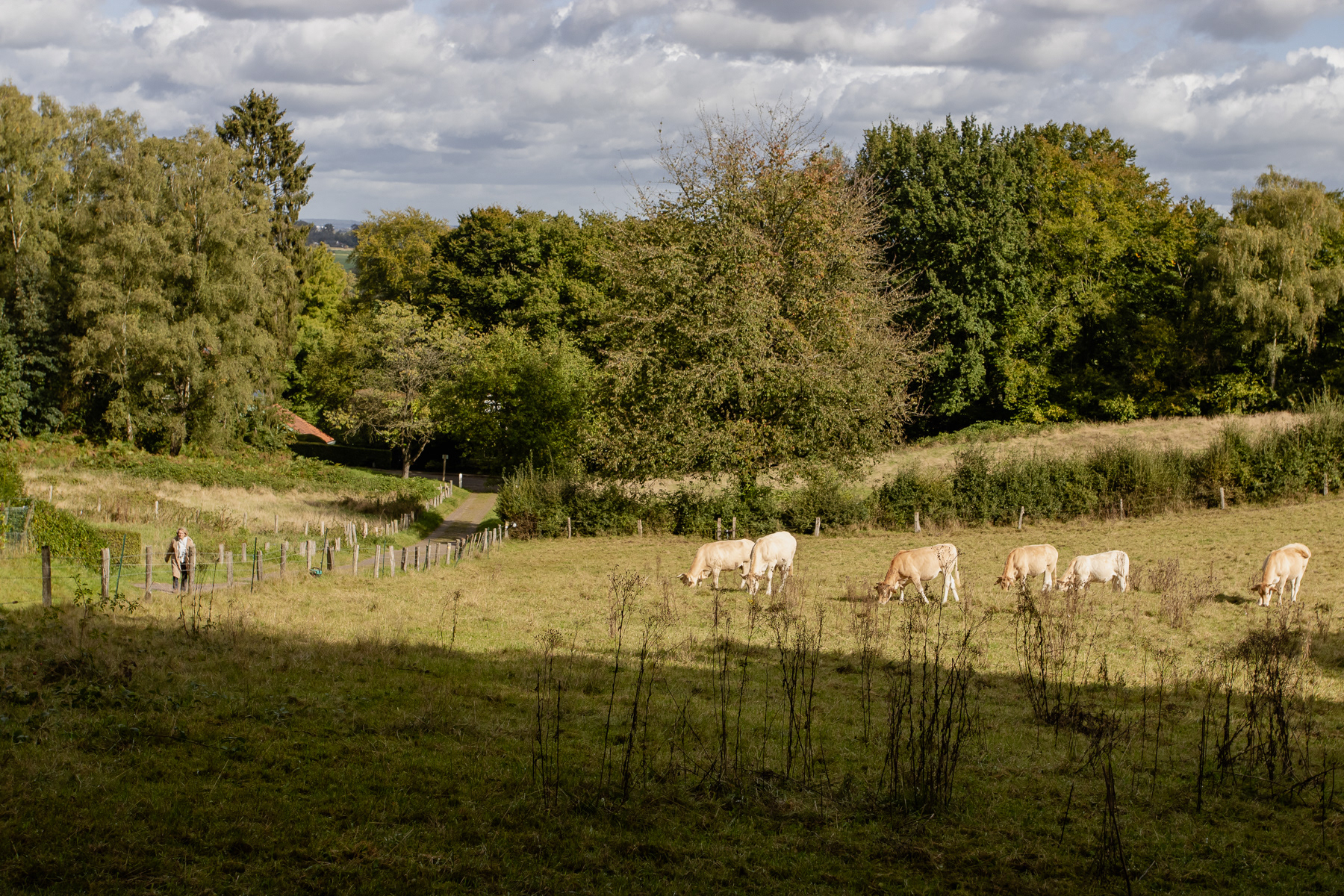 Cows in the field, while a woman walks by