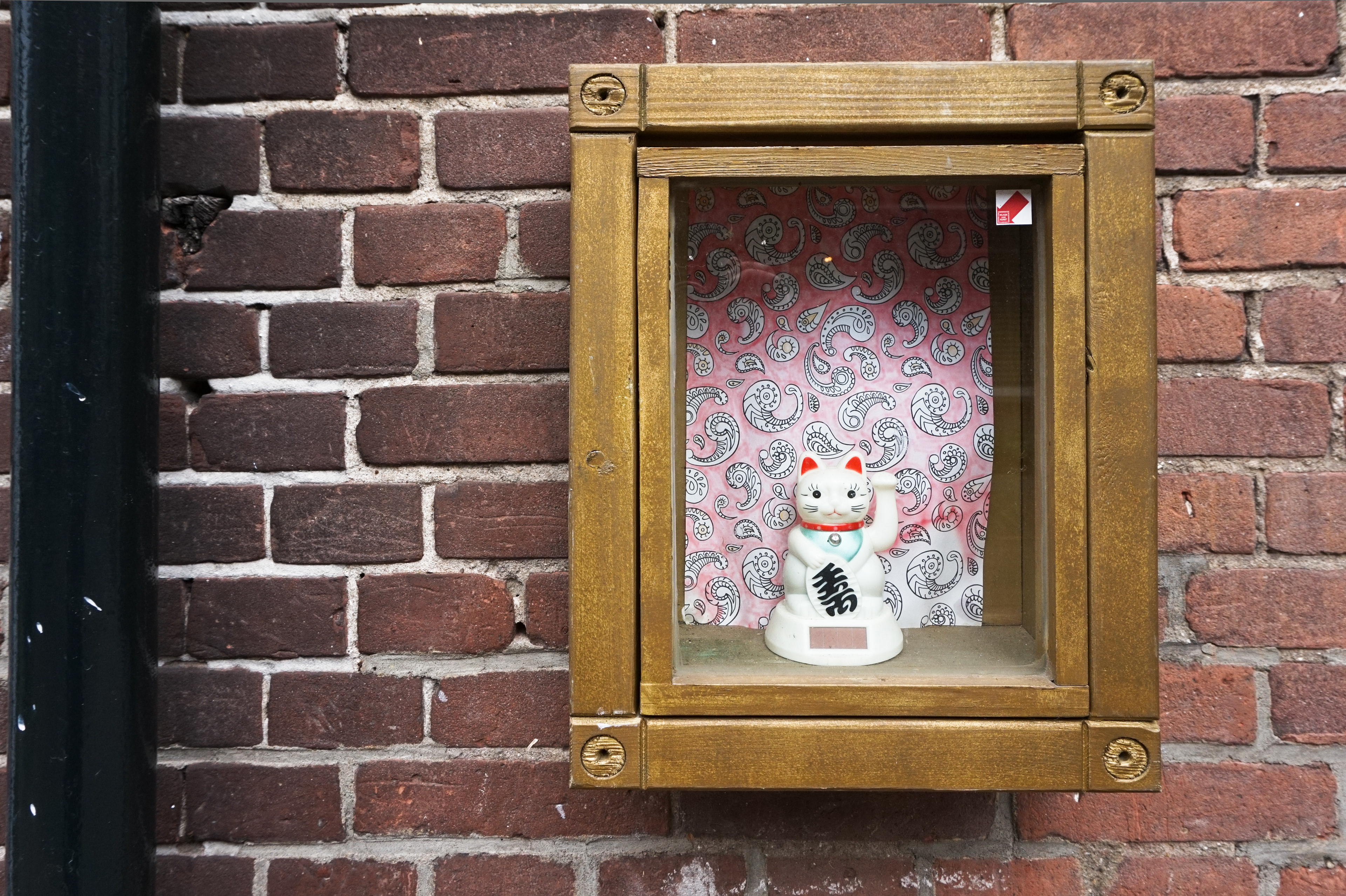 Corny cat in a outer wall house.