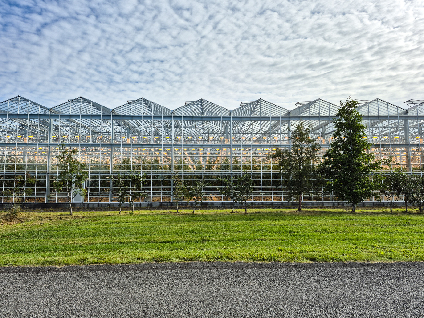 Greenhouse at Friðheimar.