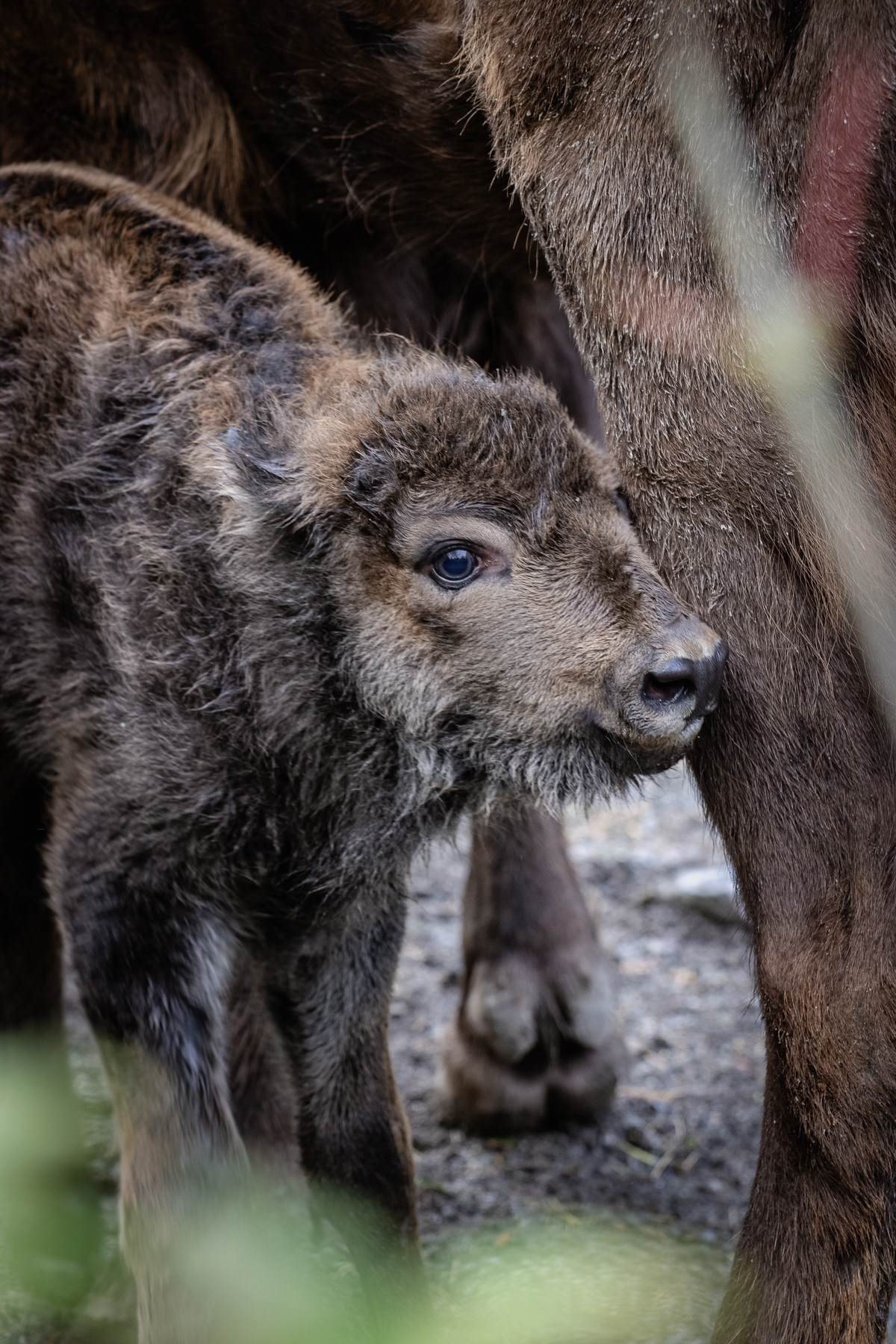 A newly born wisent (European bison).