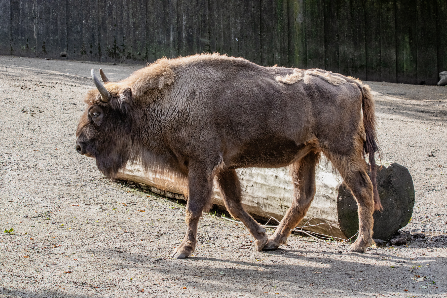 A wisent (European bison).