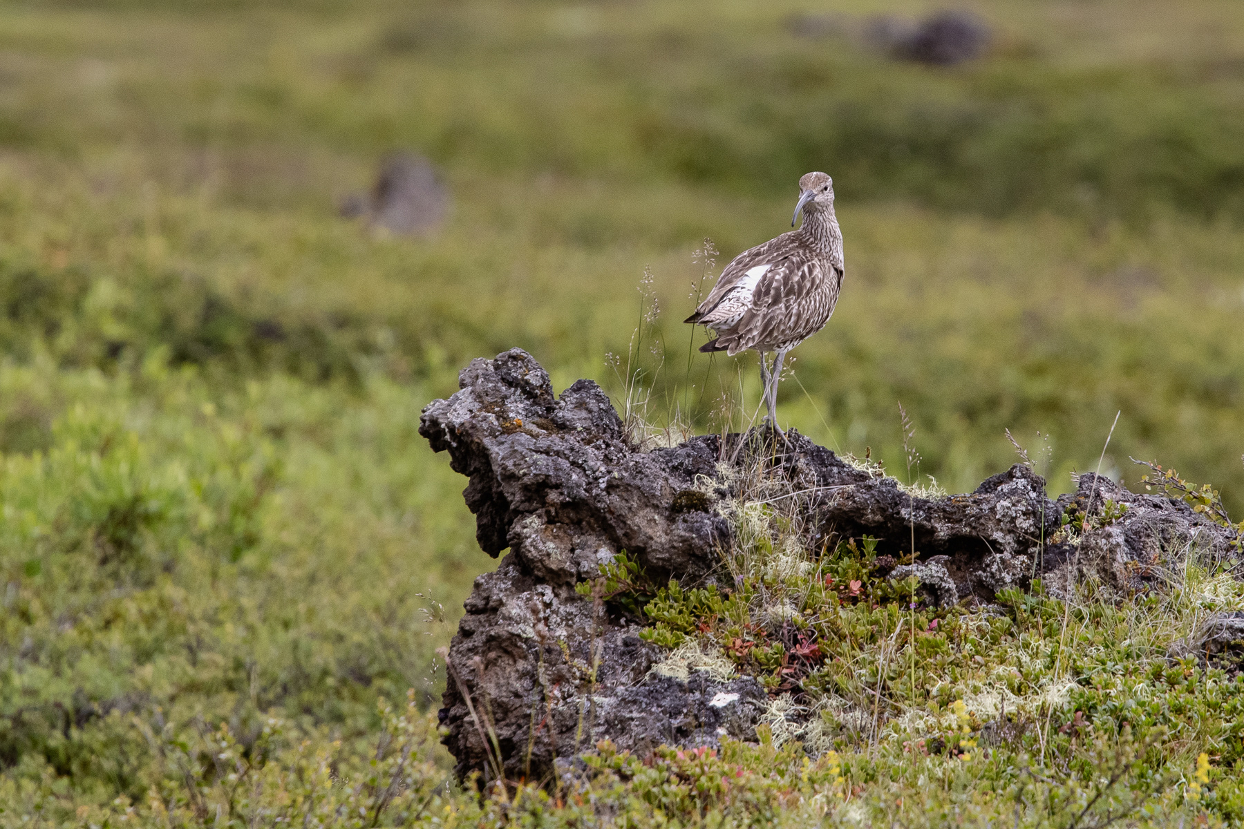 A spotted common whimbrel (Numenius phaeopus).
