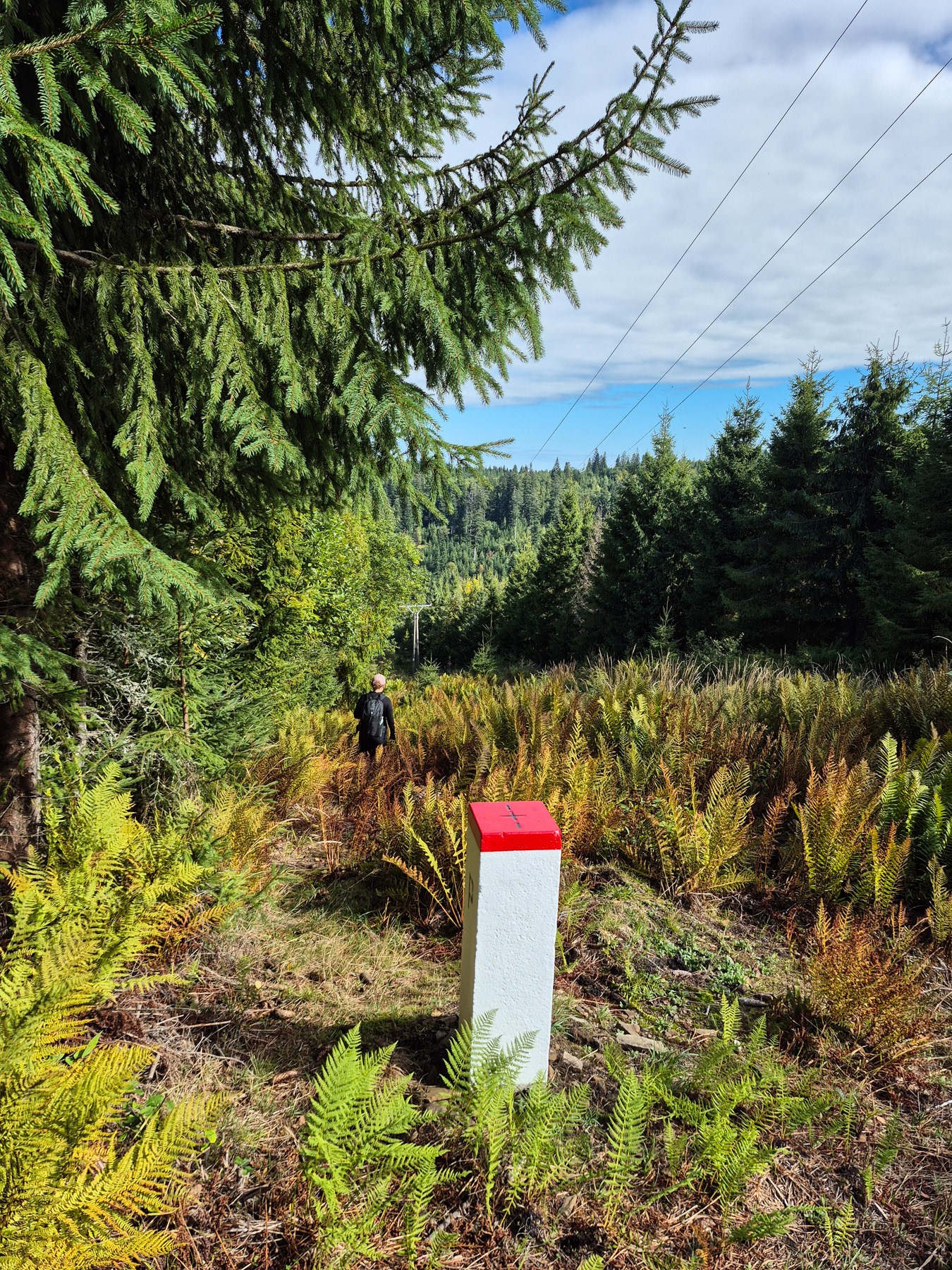 The ferns form somewhat of clearing alongside the Polish-Slovakian border.