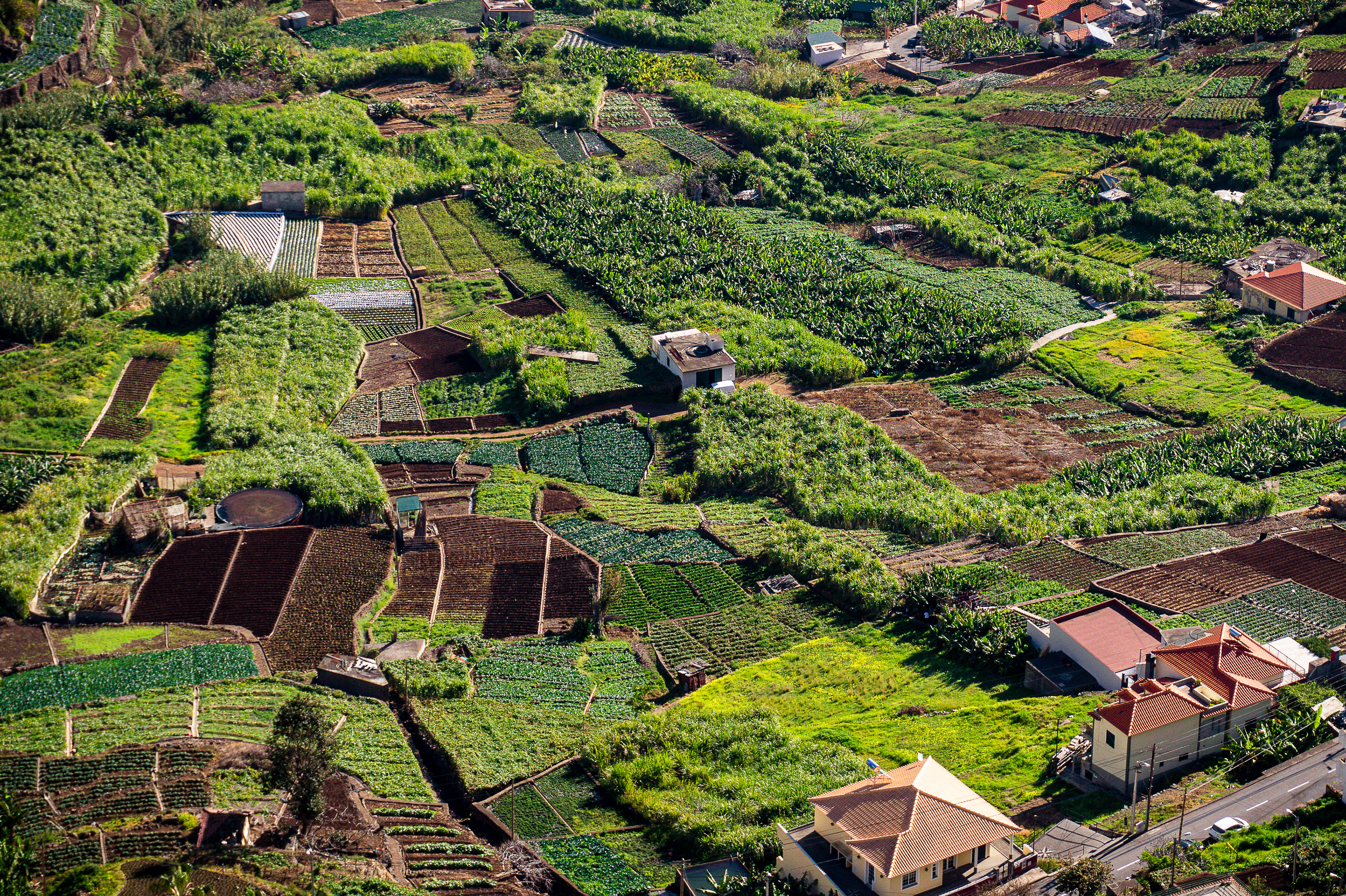 Agricultural lands just outside Câmara de Lobos, Madeira