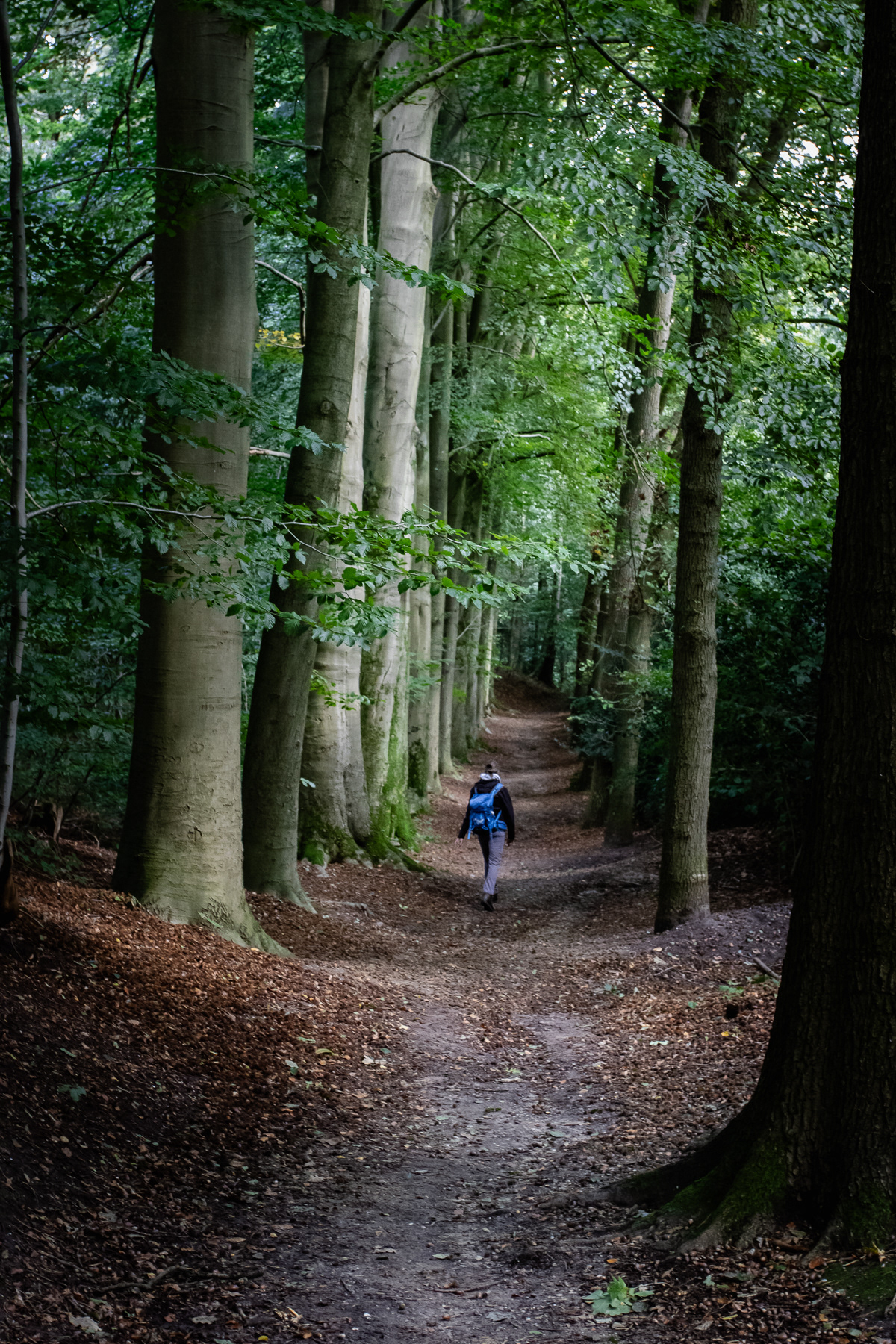 An natural alley, flanked by tall trees