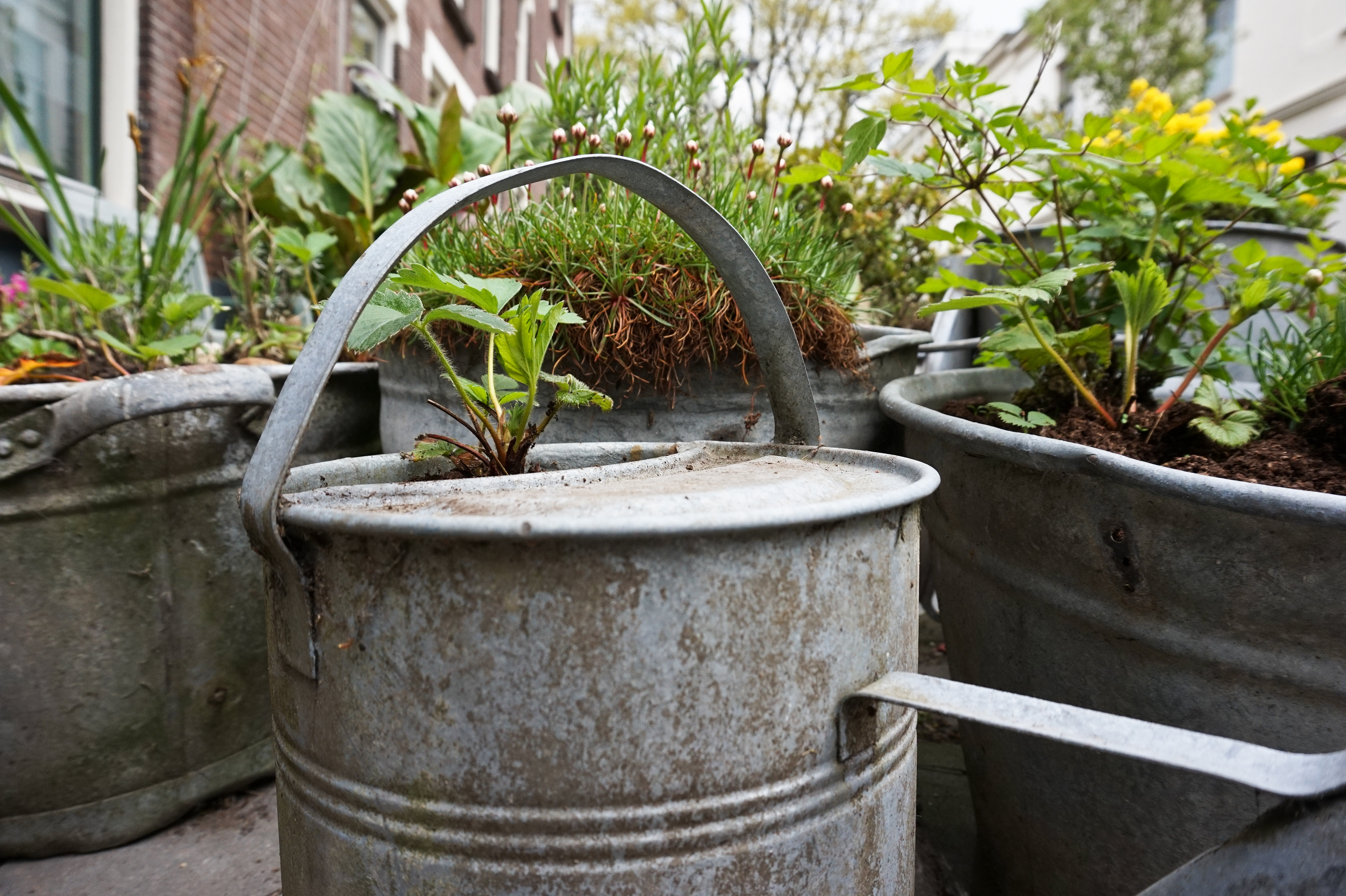 A street garden in Klarendal