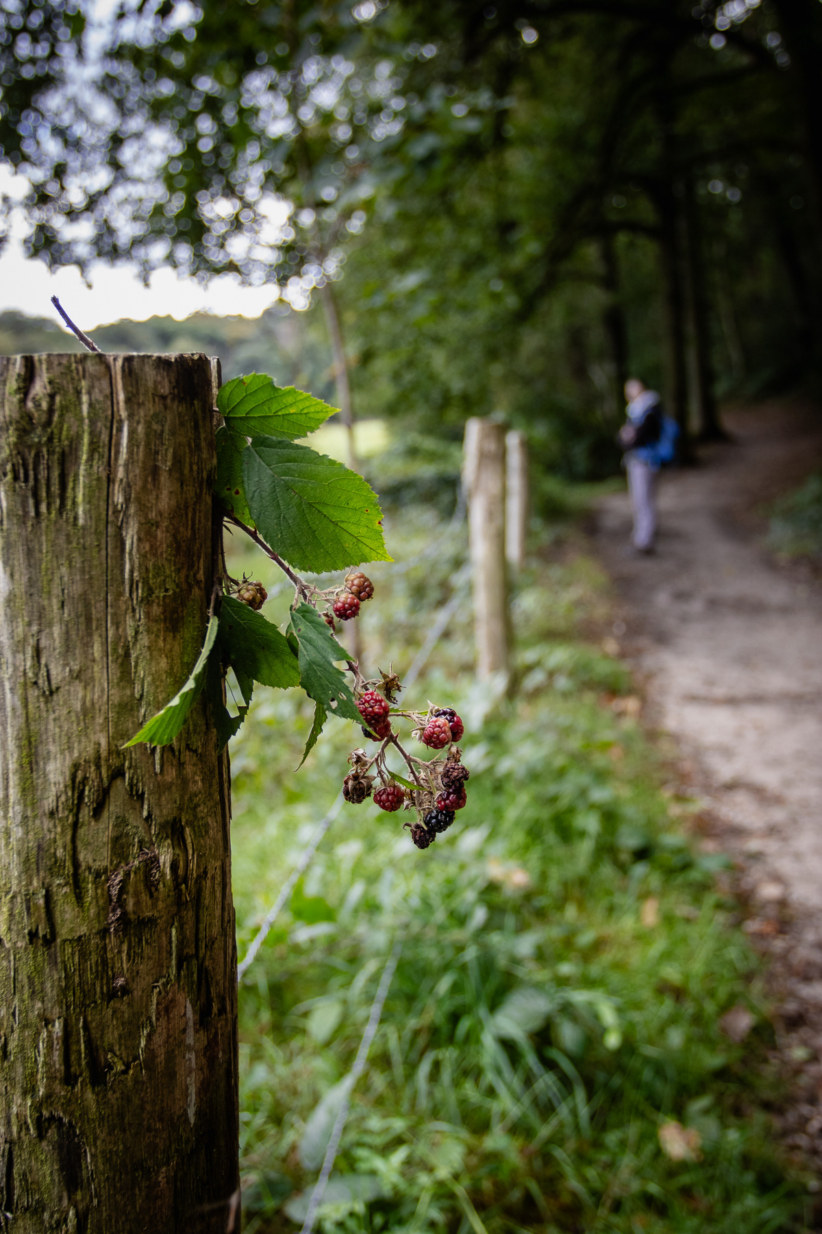 A long the trail surprises, like these berries that have been attached to a fence pole