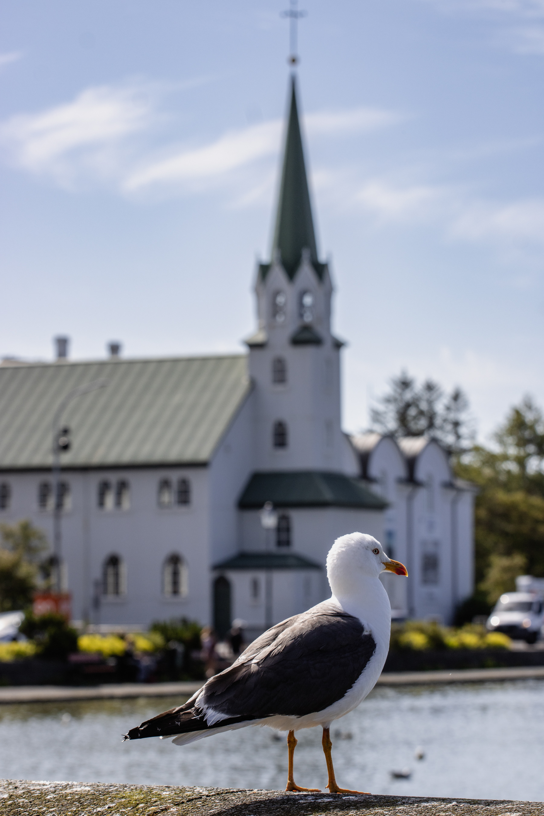 A seagul at lake Tjörnin, with the Lutheran Free Church in the background.