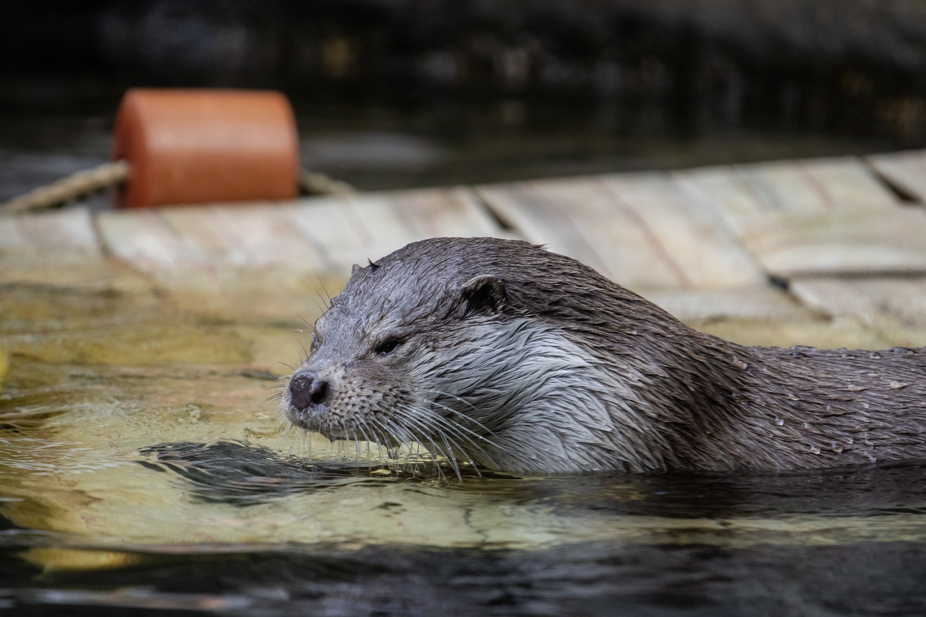 A single otter.