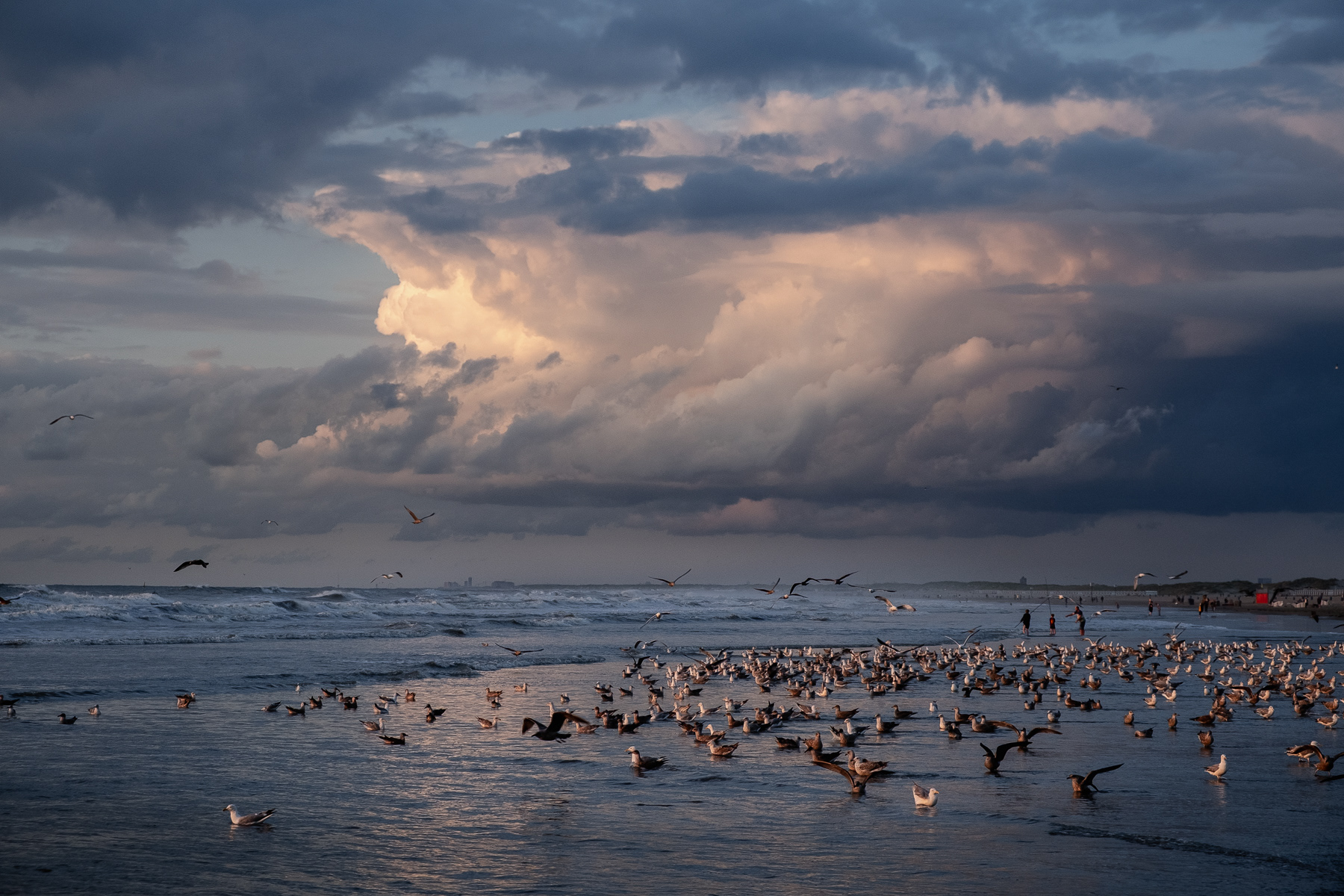 Seaguls at Hoek van Holland beach, August 2023