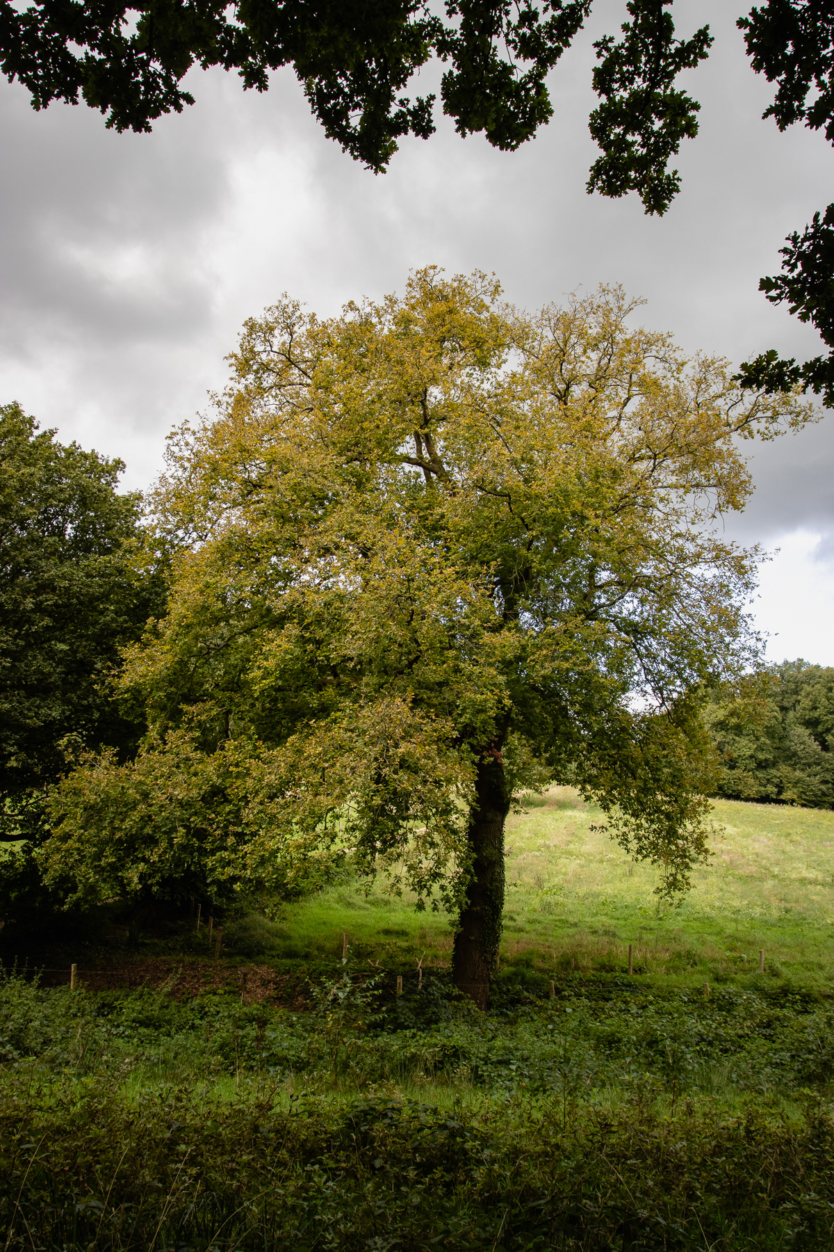 A lonely tree