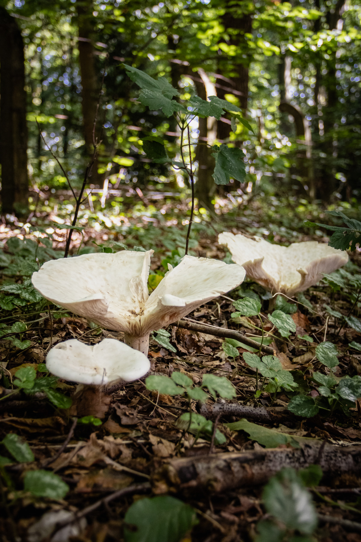 Mushrooms in the forest