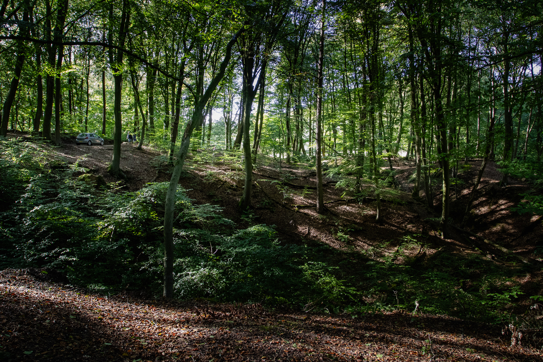 A hilly part of the forest.