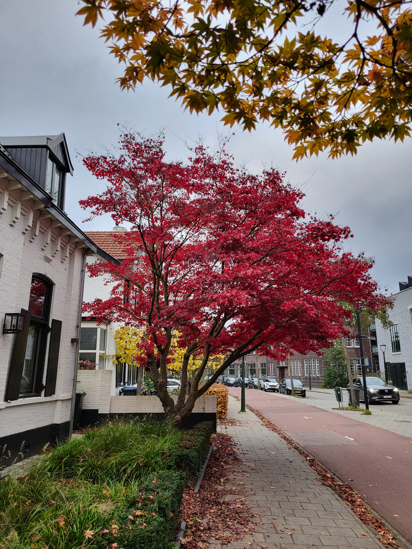 Colourful tree in a residential area, November 2024