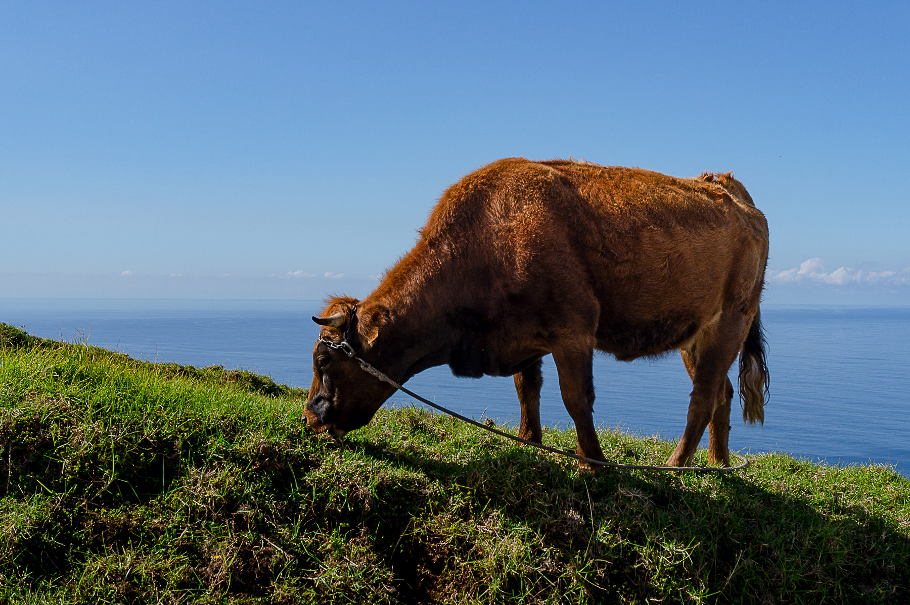 Cow and a view at Ponta do Pargo