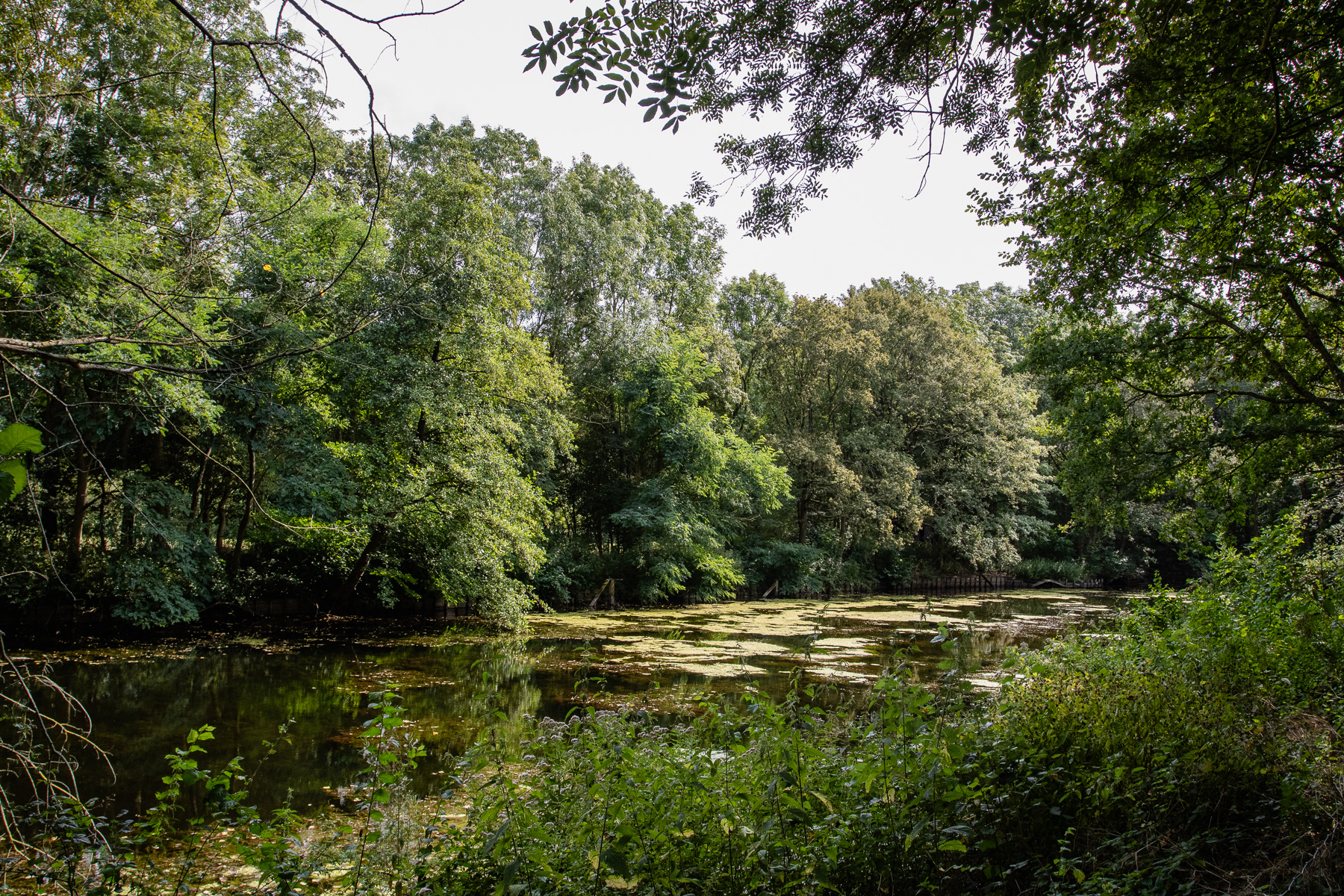 A pond surrounded by green trees