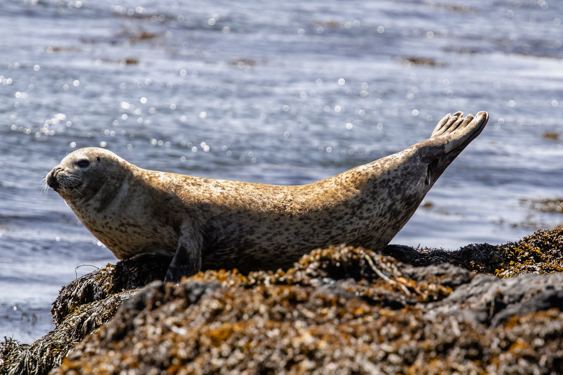 A seal on the coast of Snæfellsnes peninsula.