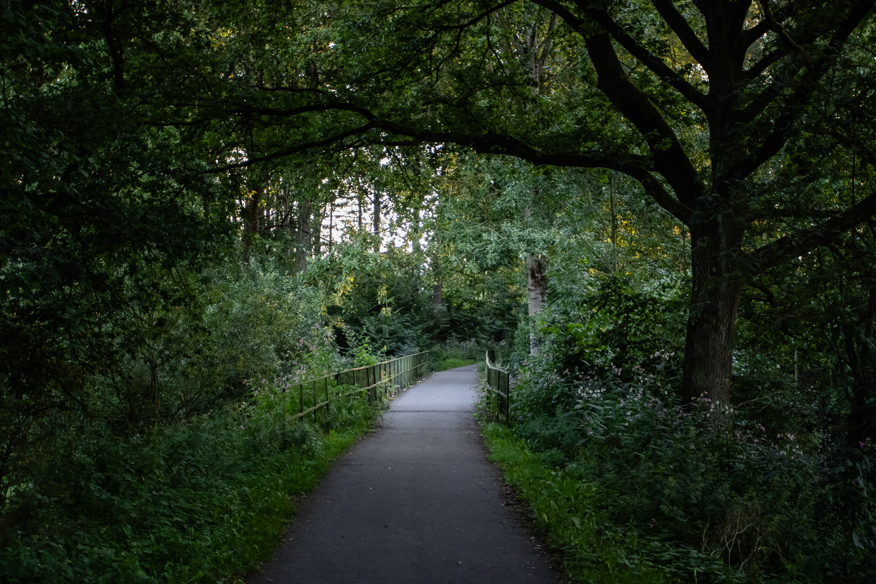 The foot and cycle path of the former railroad in Allagen, Warstein. A small bridge in the forest.