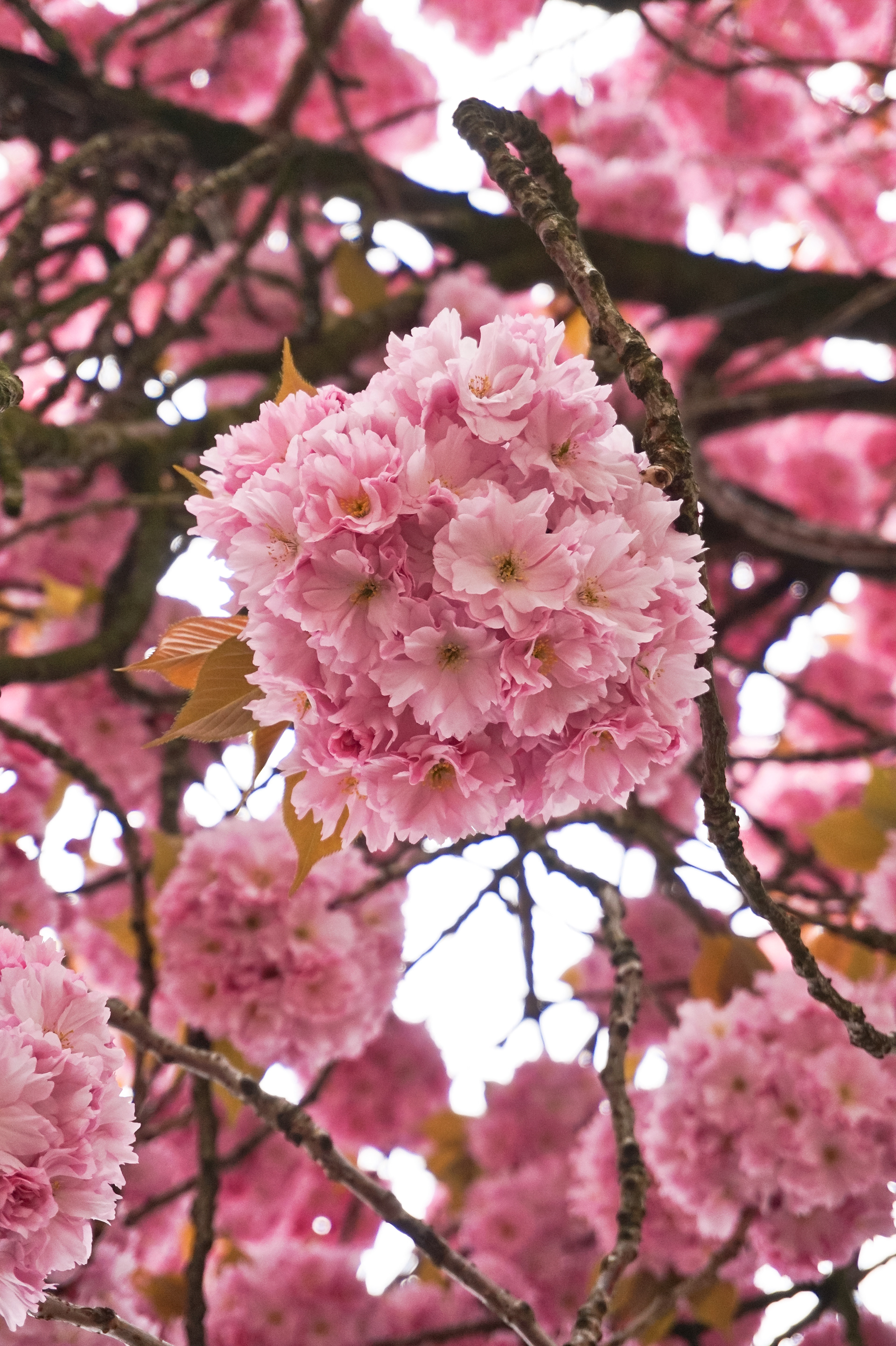 Blossom trees in Klarendal