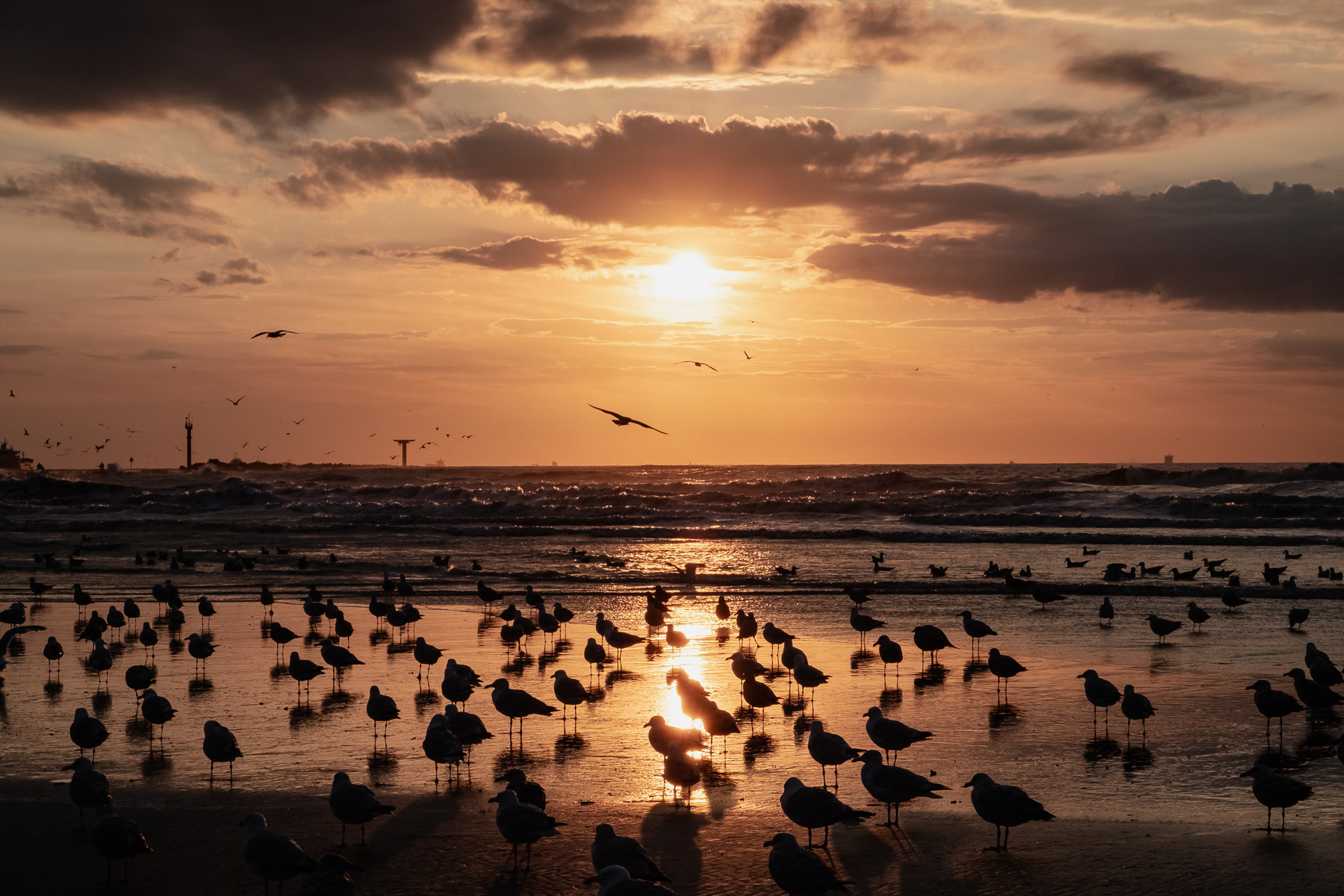 Seaguls at Hoek van Holland beach, August 2023