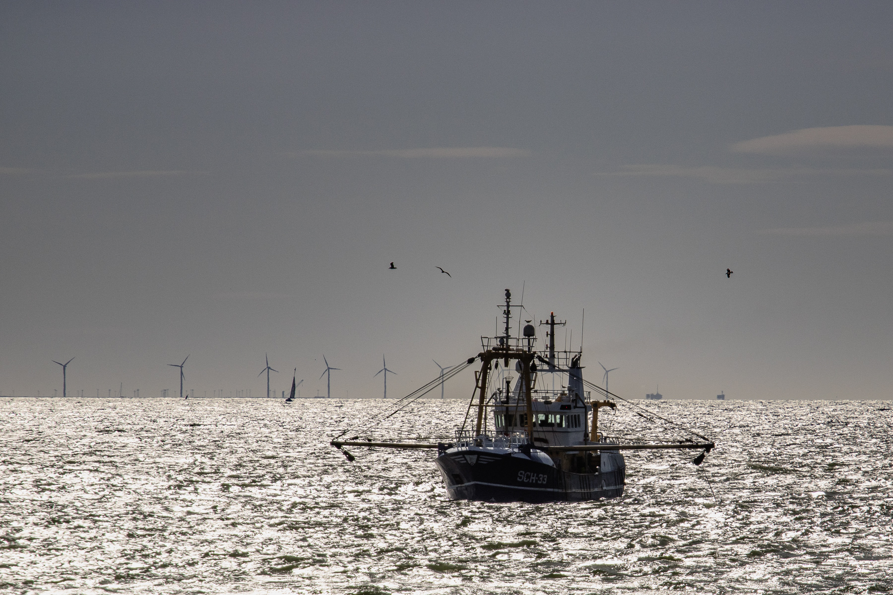 Scheveningen fishing boat SCH-33 in the Westerschelde