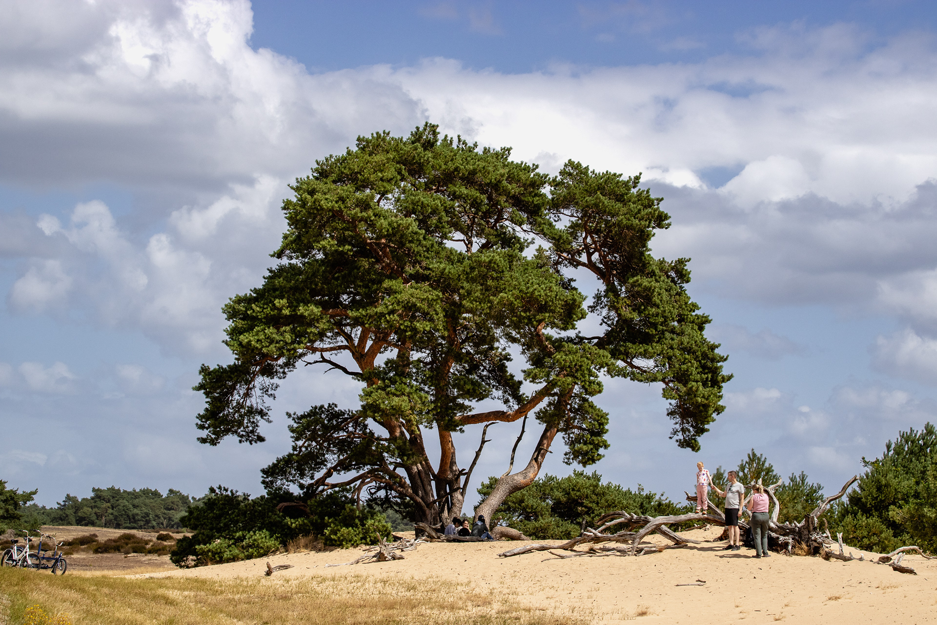 Middenzand (literally translated: Central Sands) of De Hoge Veluwe is a landmark stop on the way, July 2026.