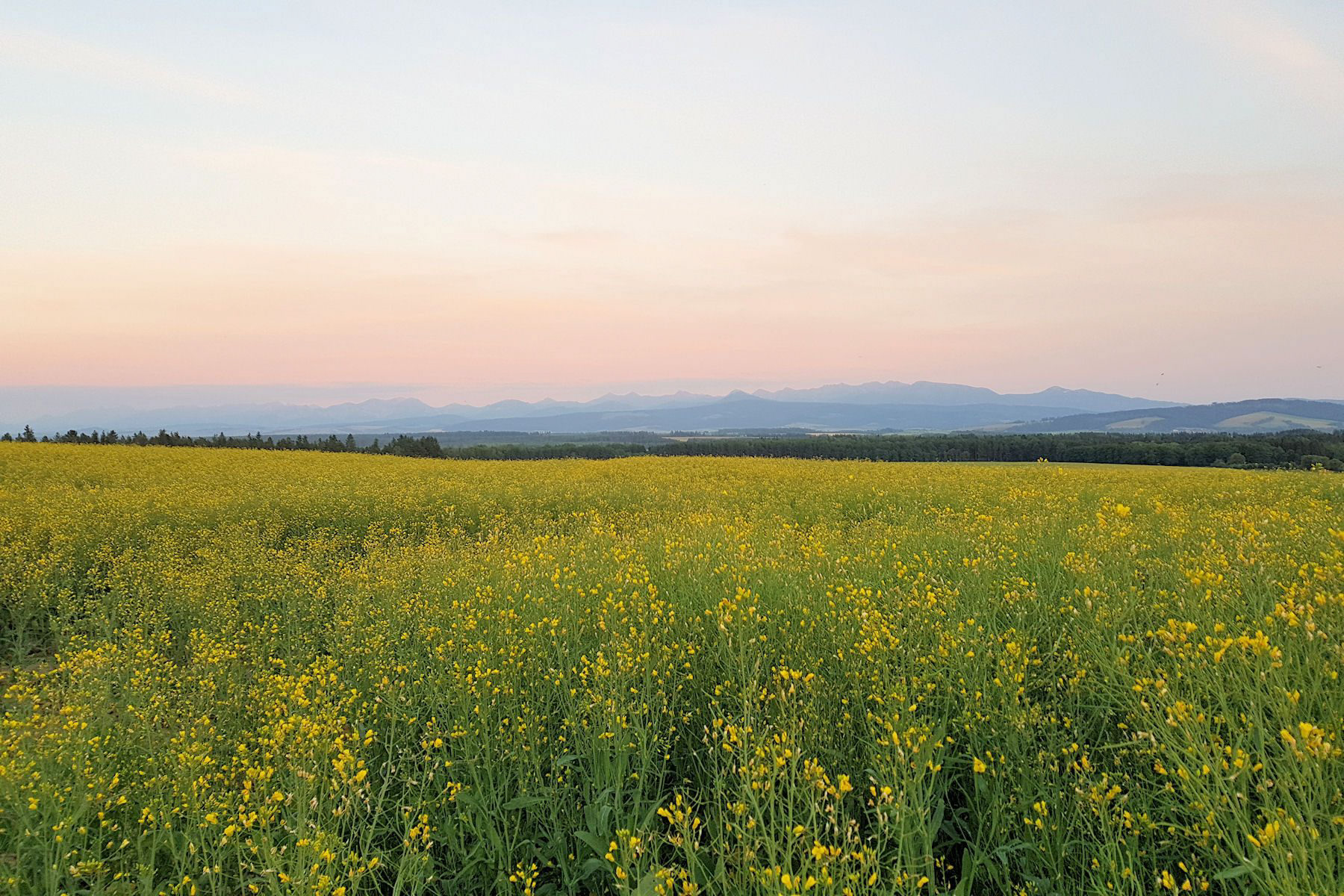 Summer fields on the Polish-Slovakian border further north, with the Tatras looming in the distance at the end of the day.