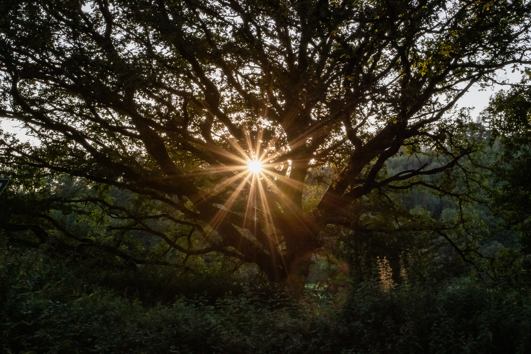 The sun sets, seen through a magnificent tree.
