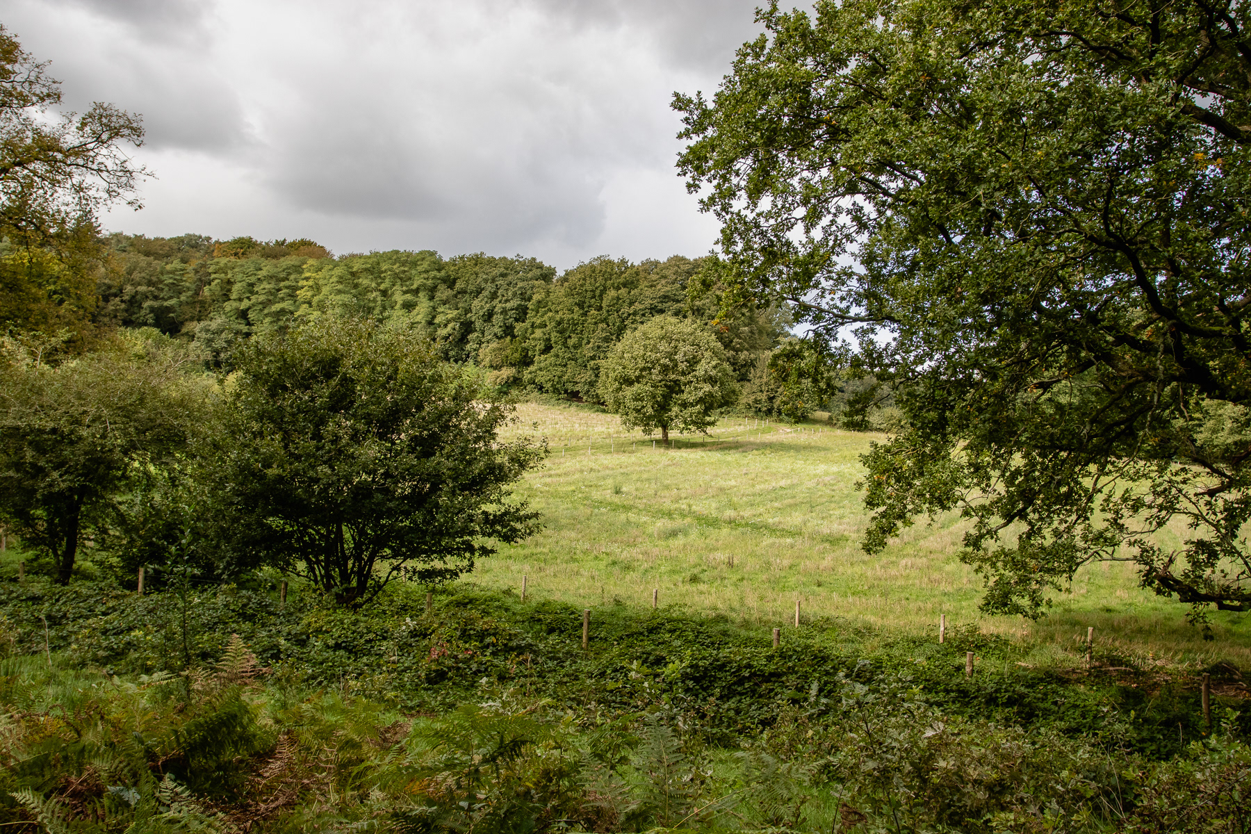 A view towards a lone tree in a field.