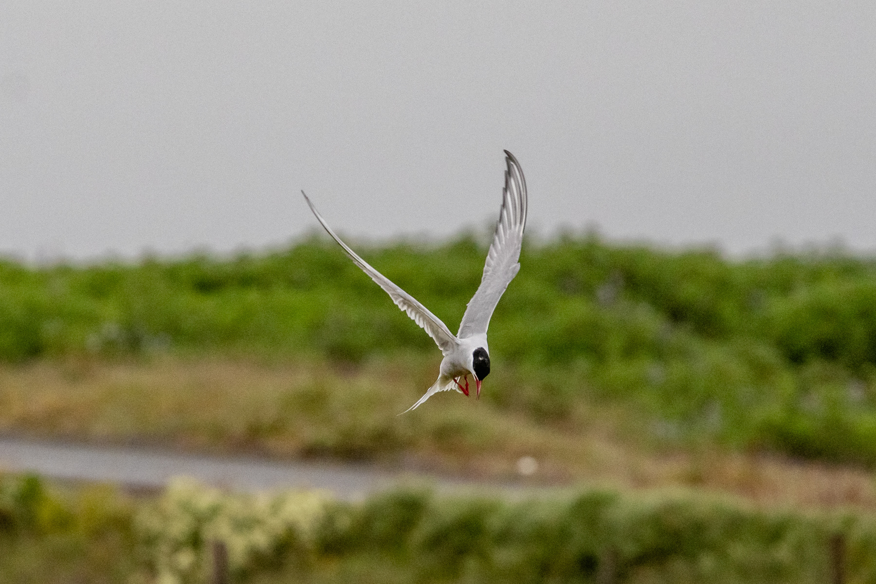 Arctic terns in action.