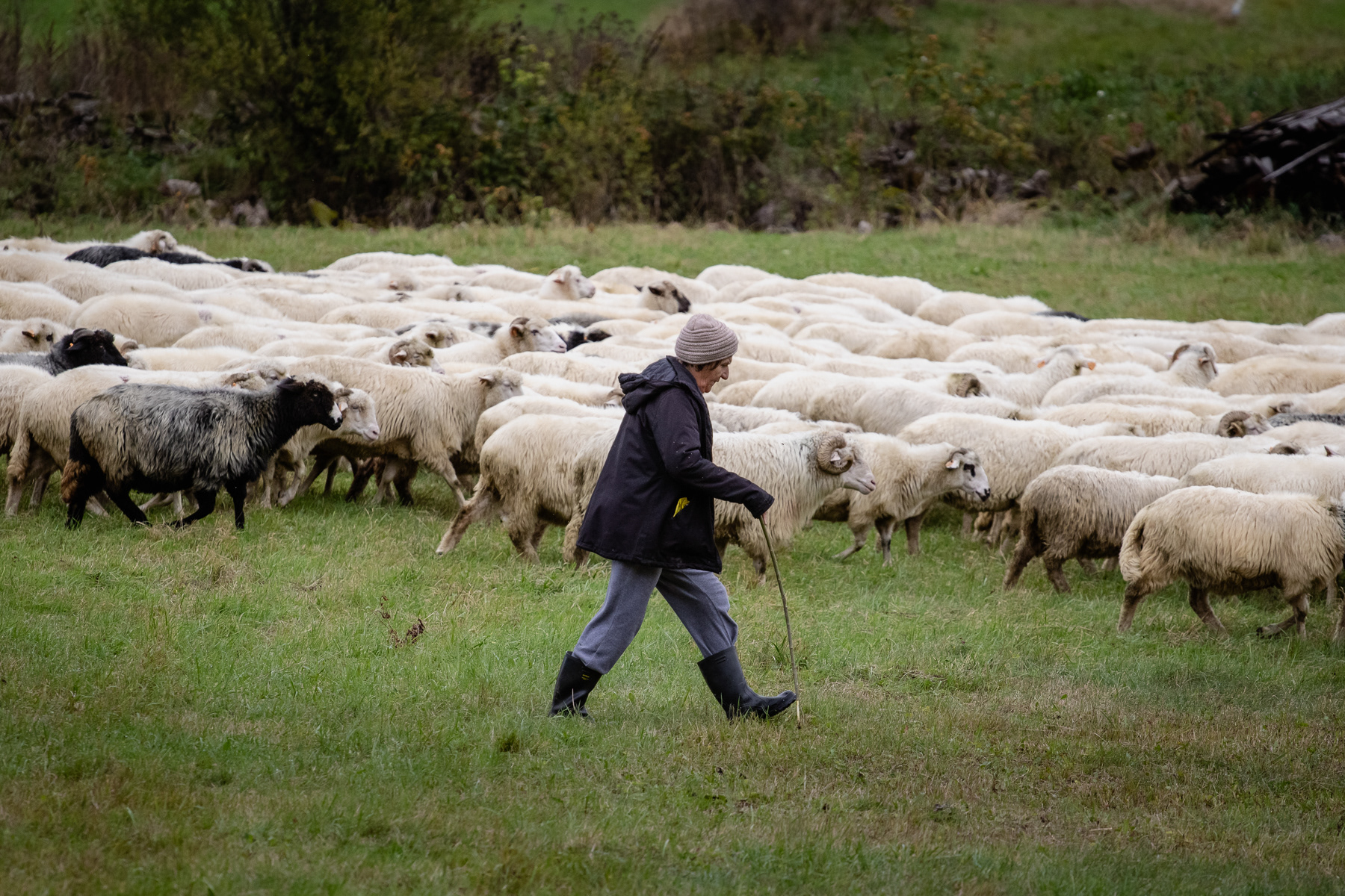 The female shepherd herding the herd..
