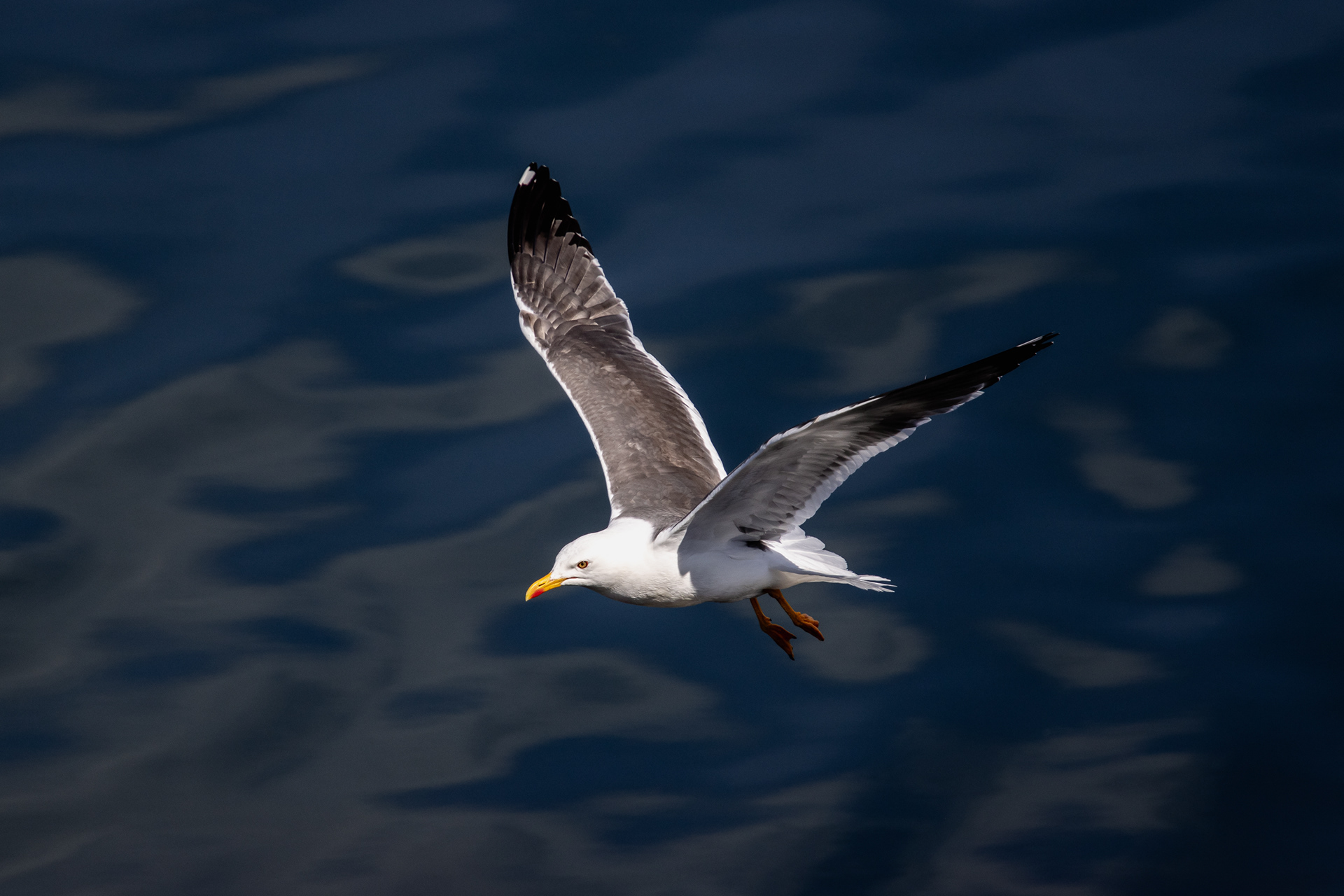 Reykjavik, Iceland. A European herring gull (Larus argentatus).