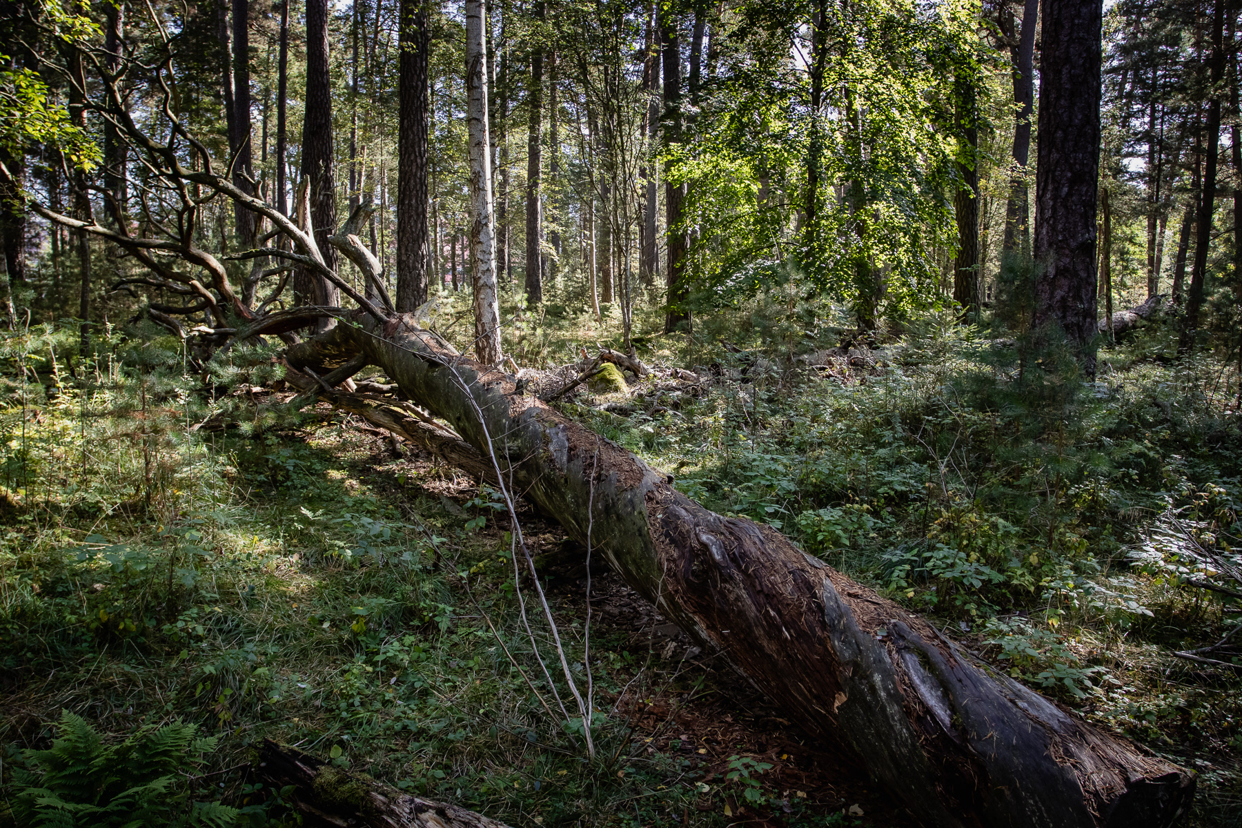 Slight more raw nature in the nearby Kronsparken (Crown Park) Nature Reserve, September 2025.