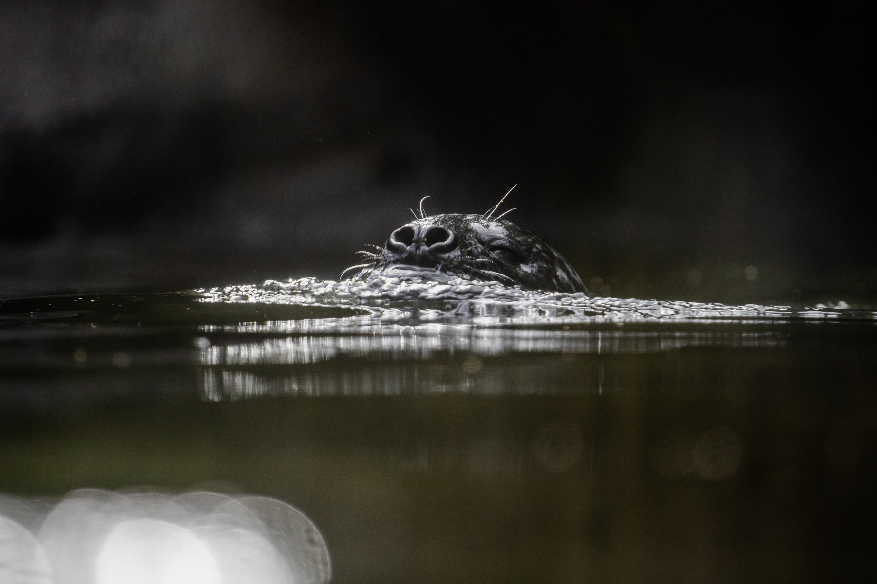 A harbour seal in Skansen.