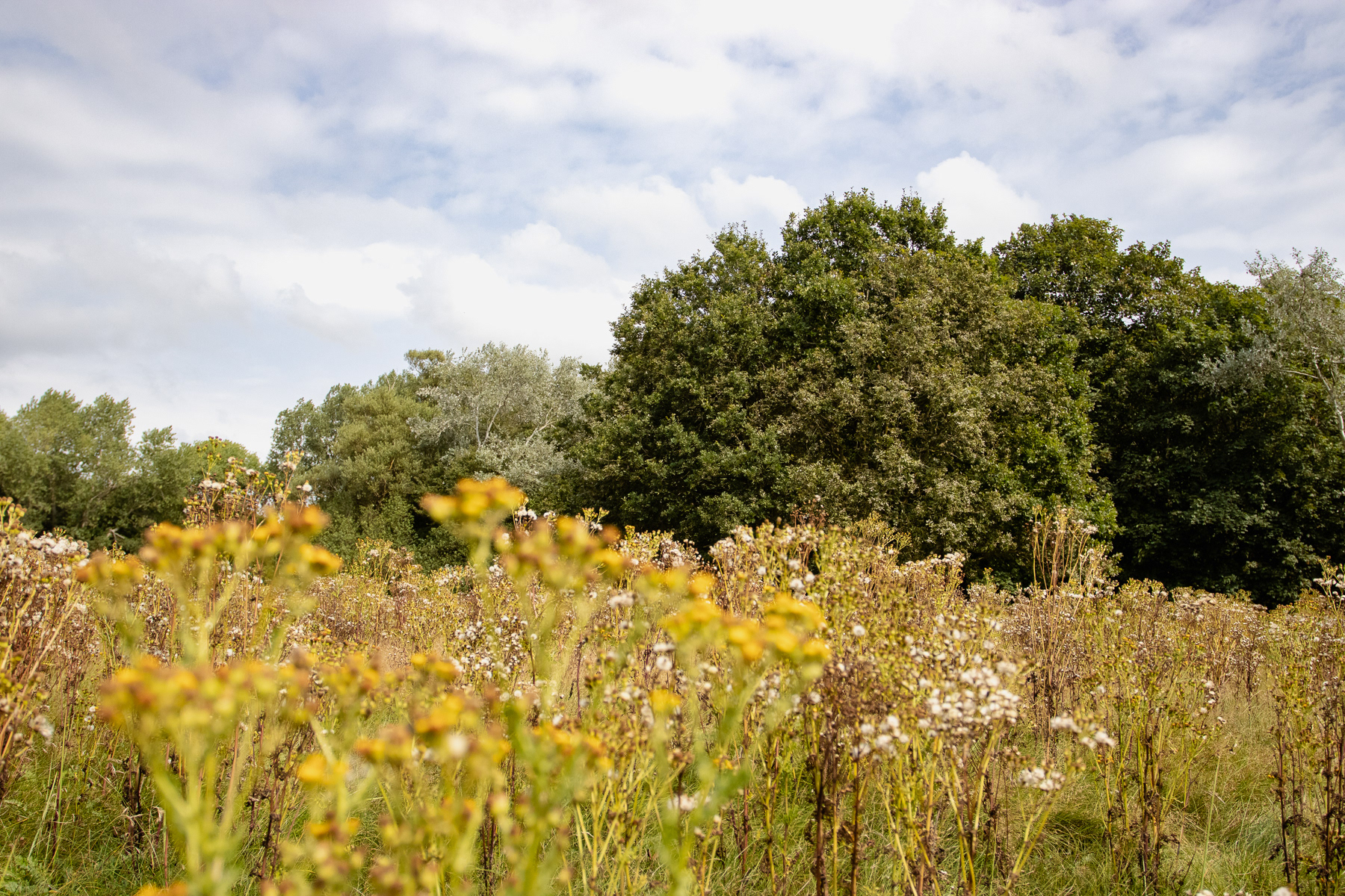 Yellow flowers in an open field with the treeline in the background