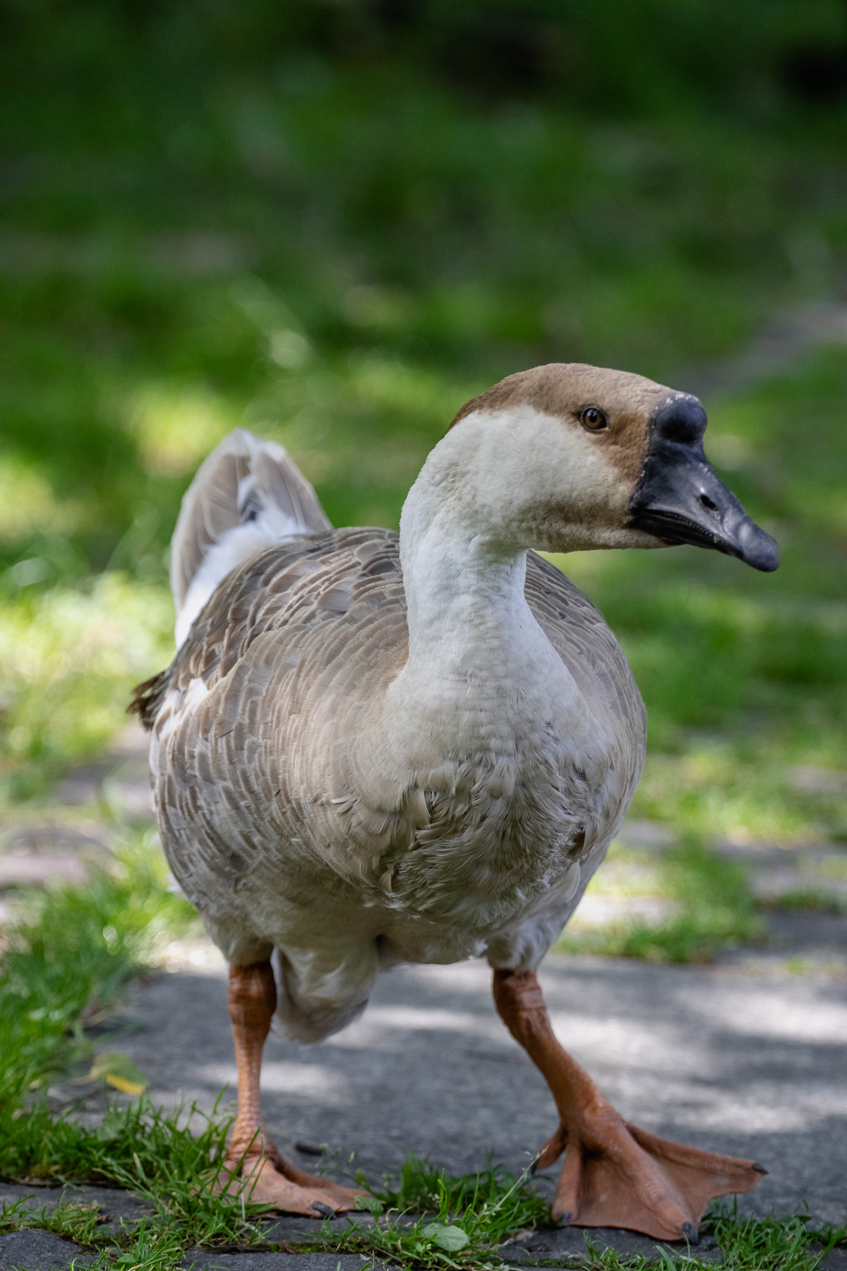 A goose in the park.