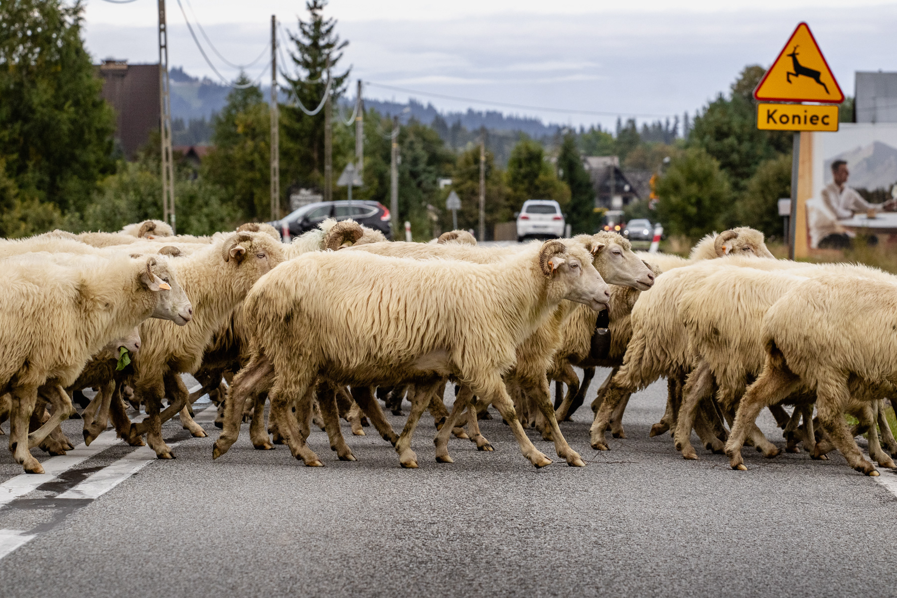 A herd of sheep crosses the road in Jurgów, September 2025.